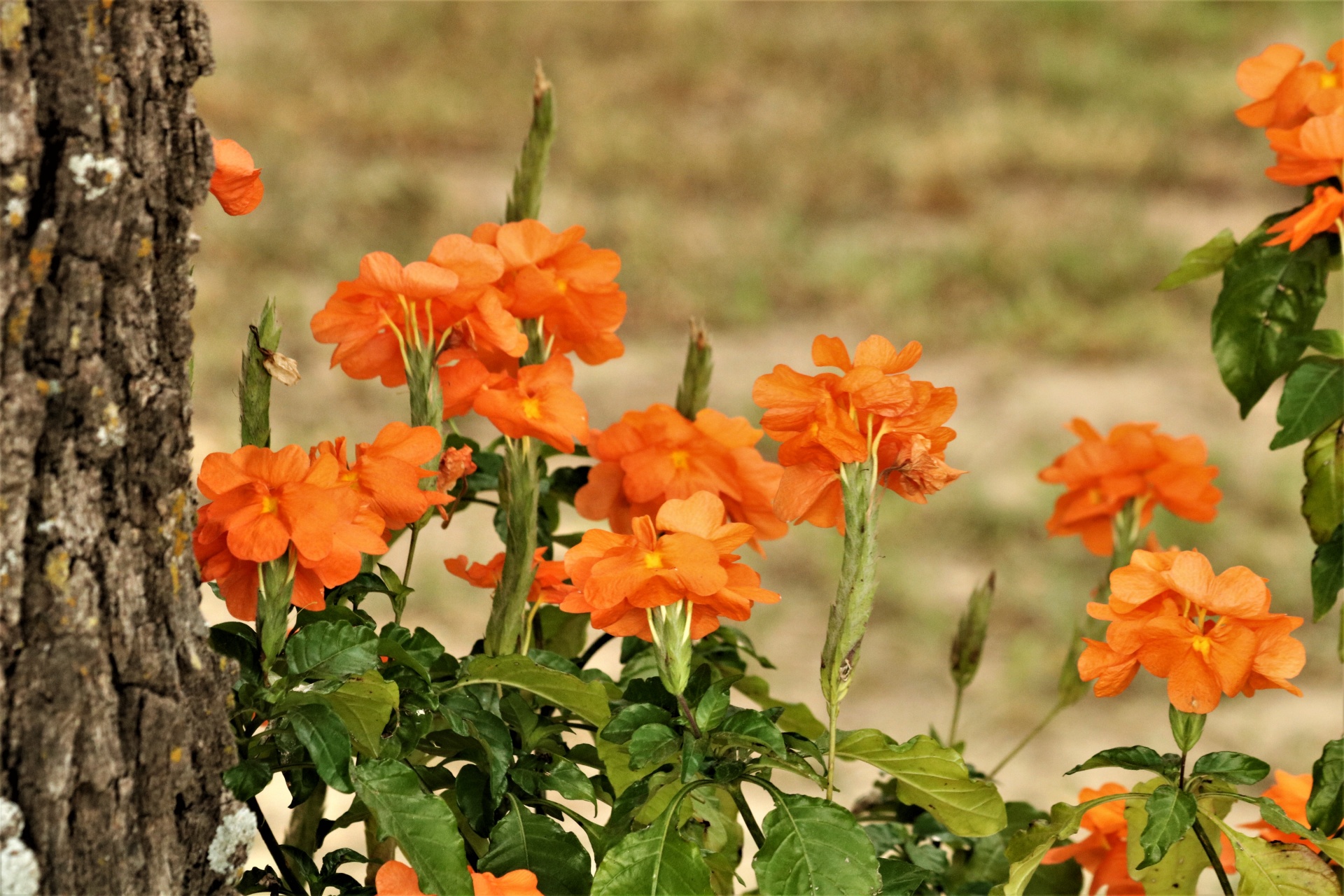 Orange Crossandra Květiny