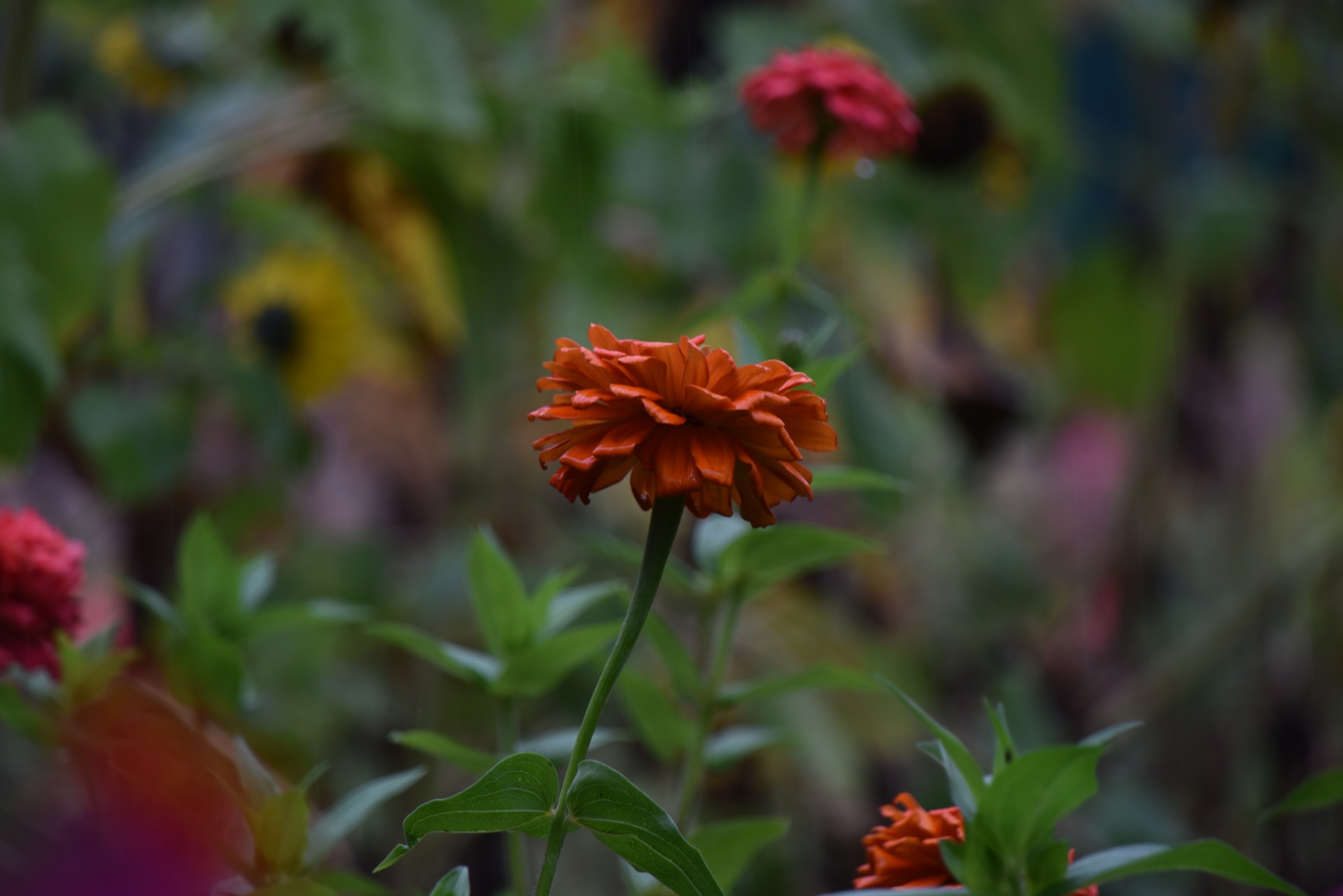 Oranžový květ, samostatný