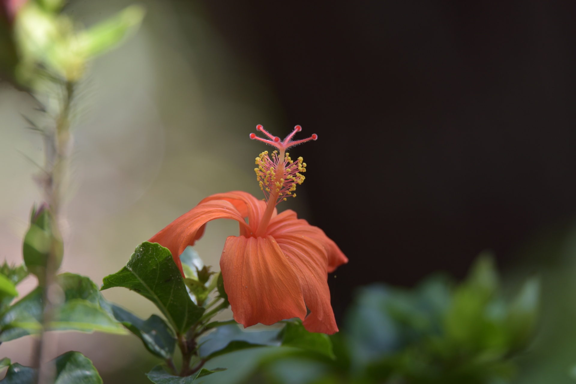 Flor de hibisco naranja