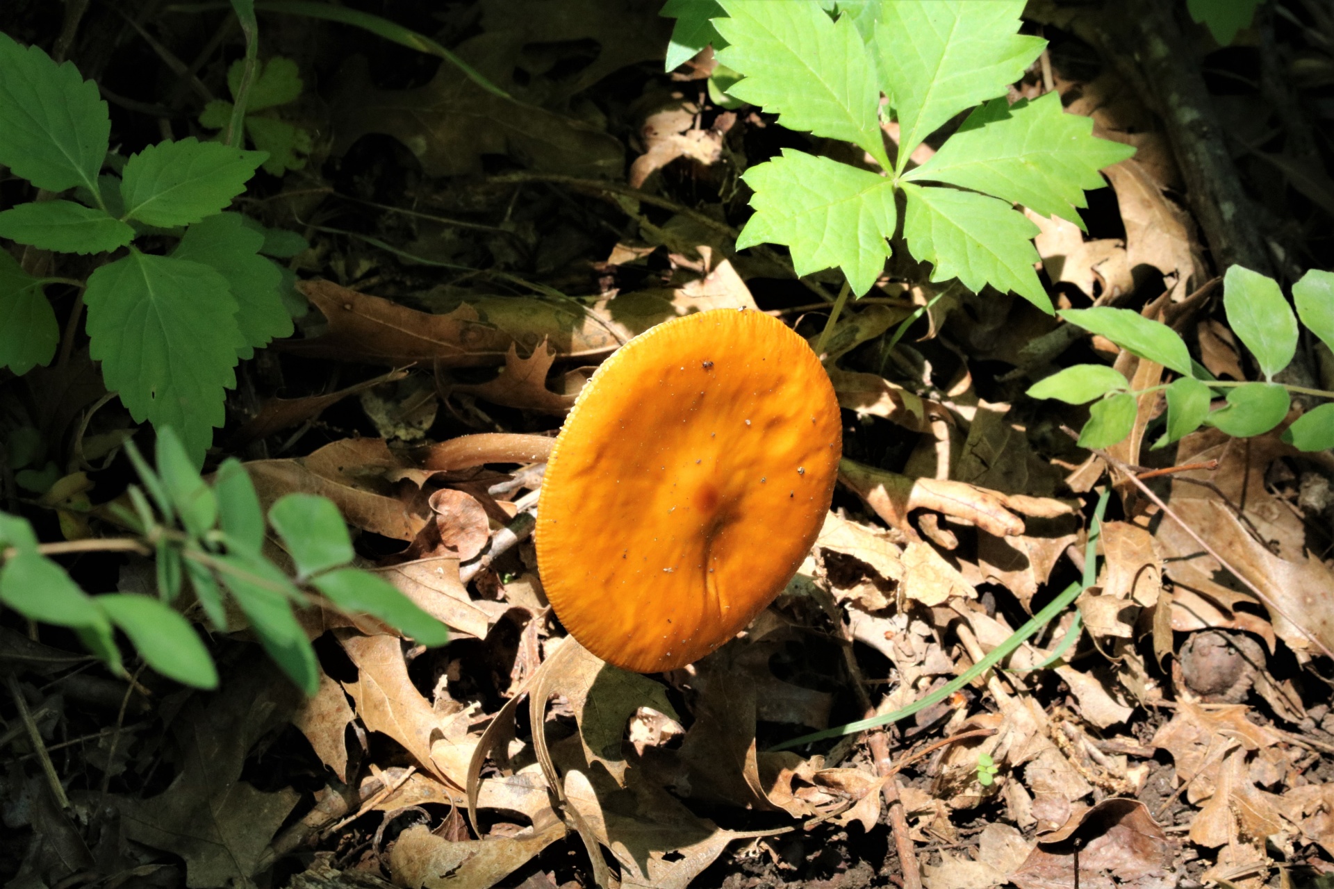 Cogumelo laranja atingindo para sol