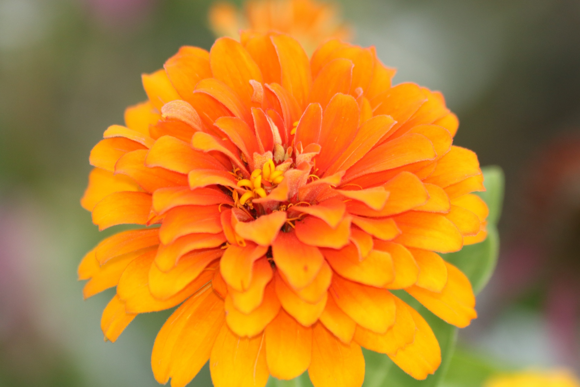 Close-up da flor alaranjada do Zinnia