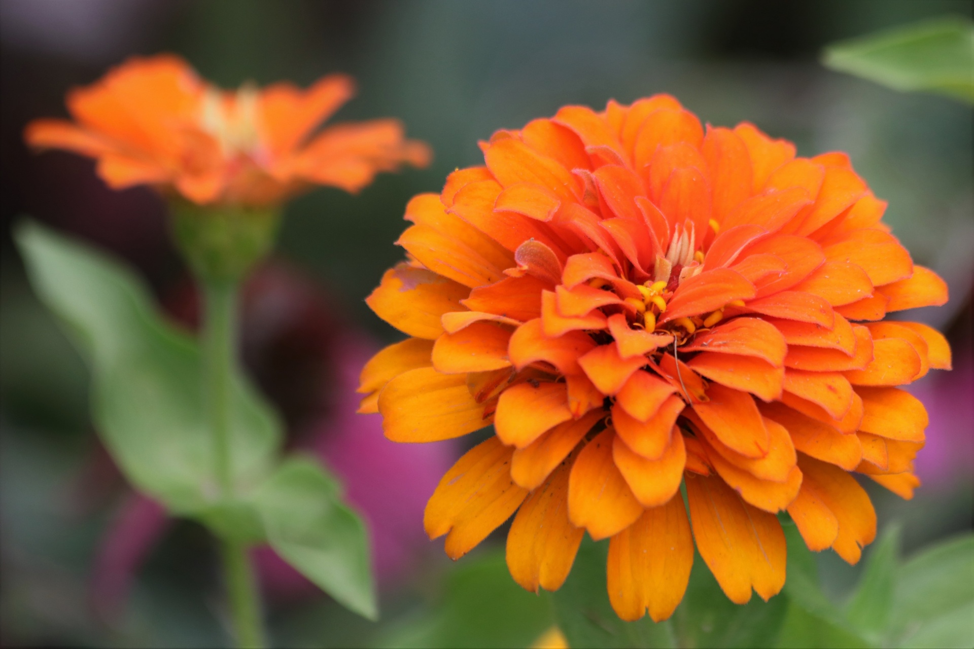 Oranžová cínie květ detail