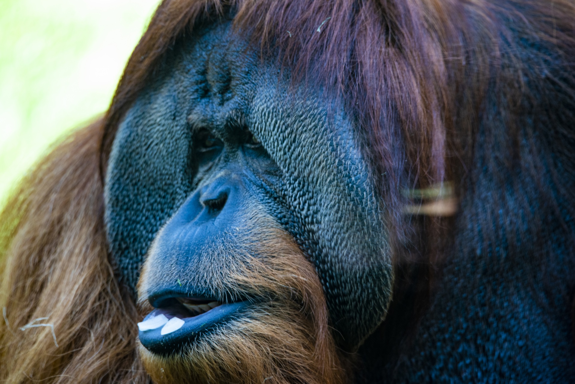 Orangután en azul