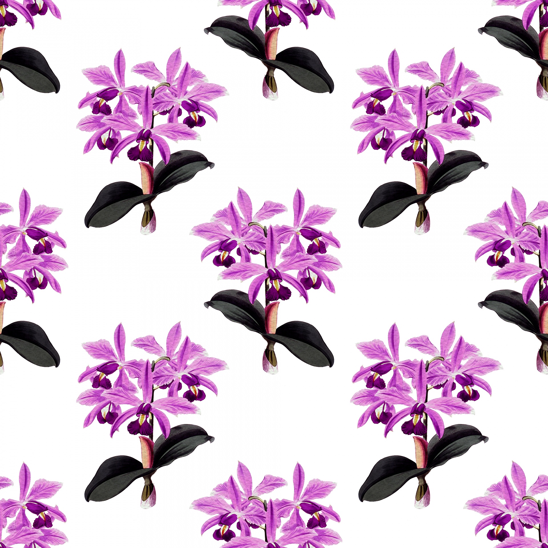 Orquídea Flores Sobre Fondo Púrpura