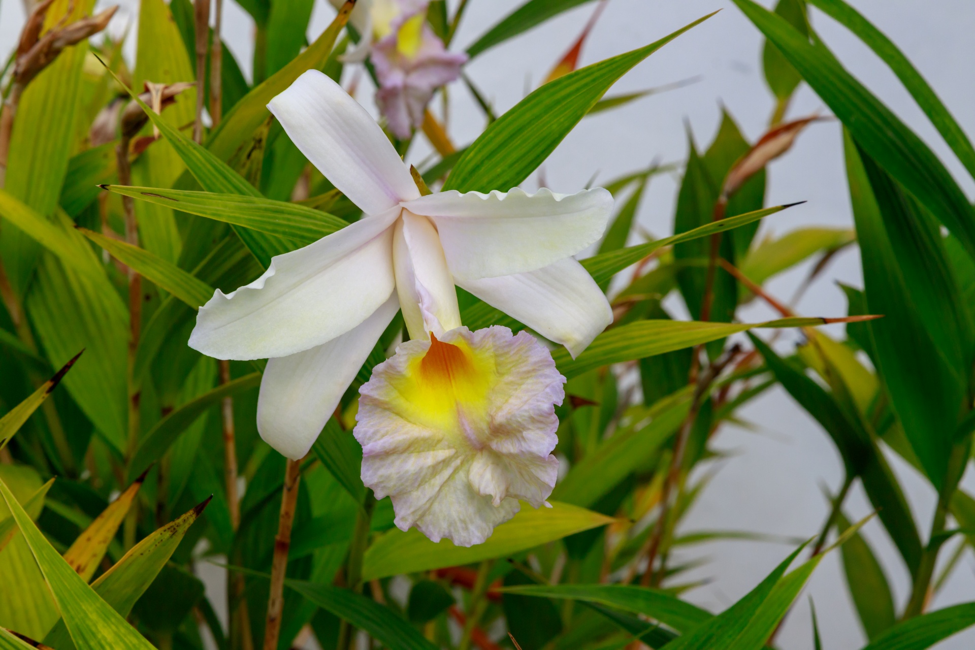 Rosa orquídea