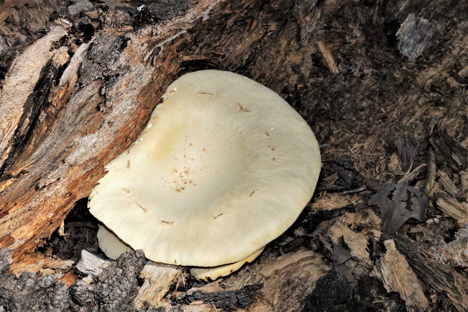 Pohled shora na ústřicovou houbu