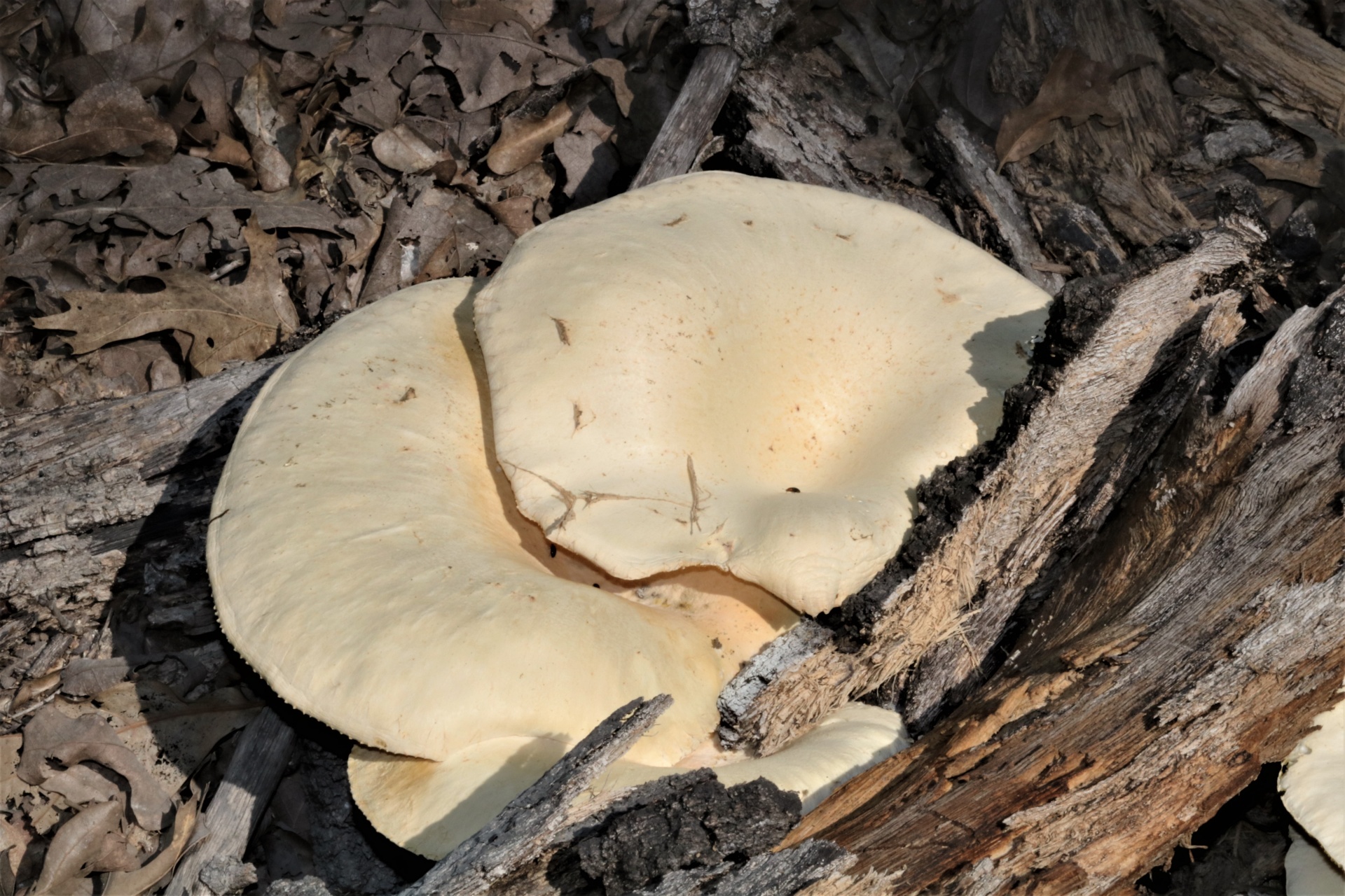 Cogumelos ostra crescendo no log