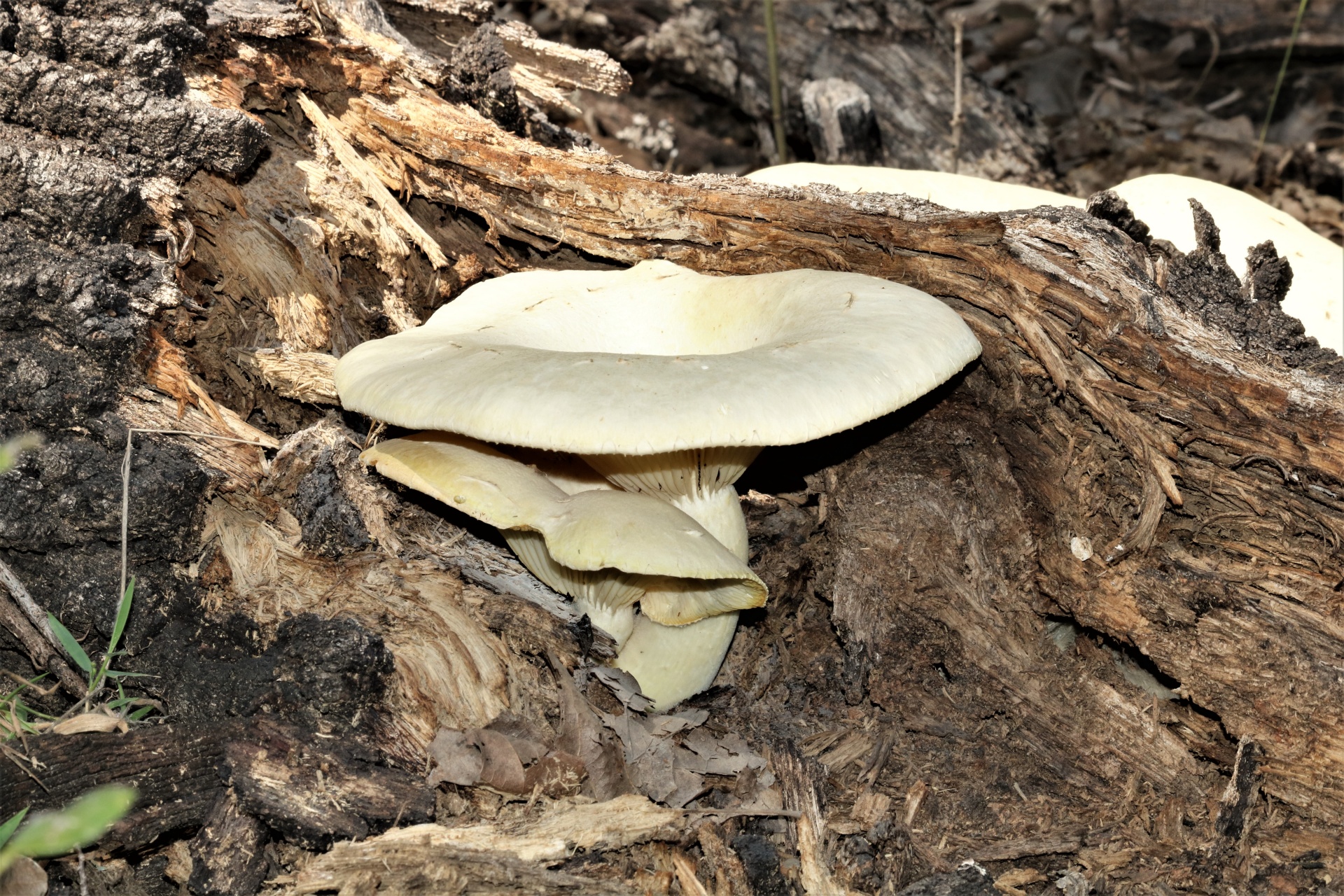 Cogumelos-ostra no tronco de árvore