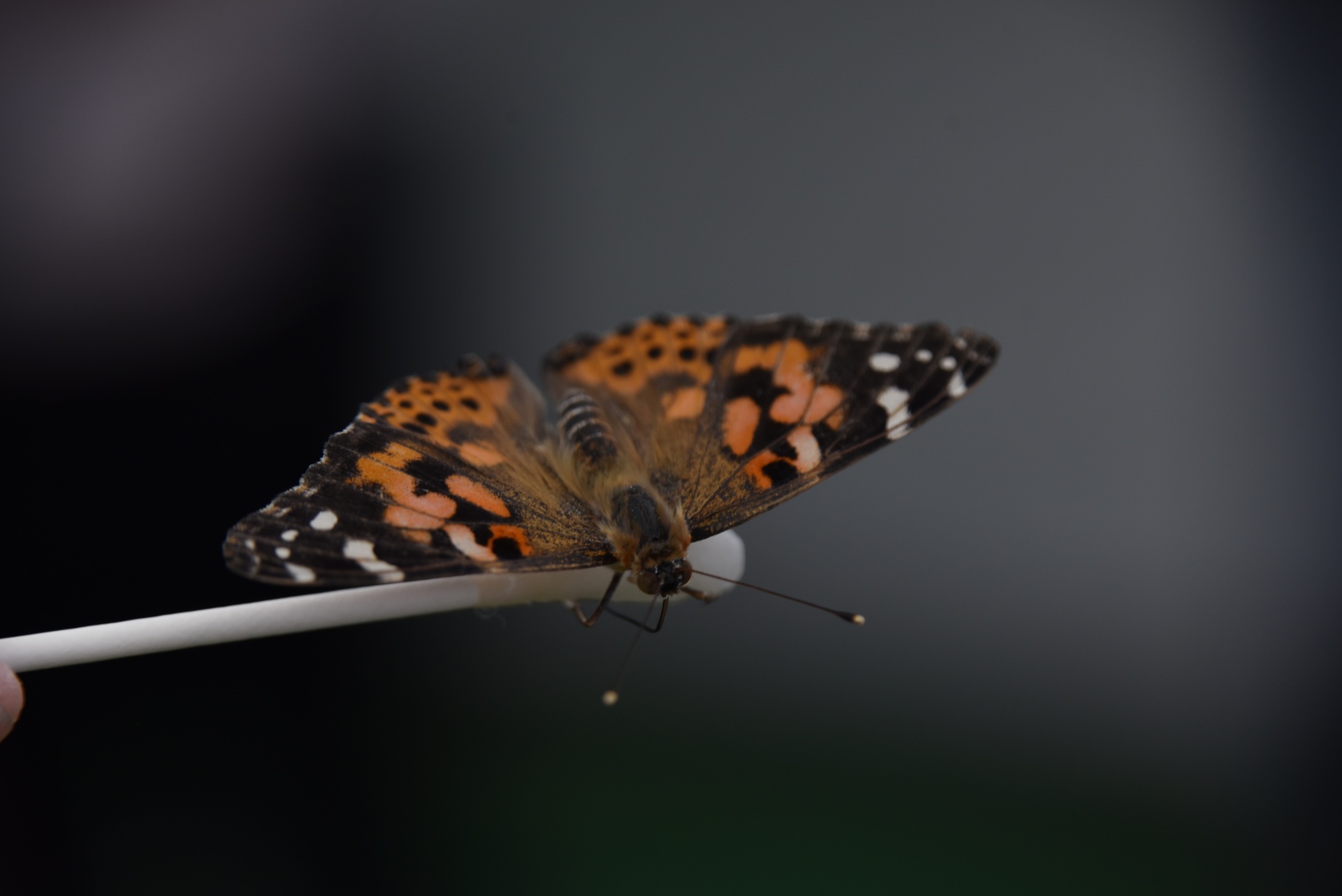 Malované Lady Butterfly