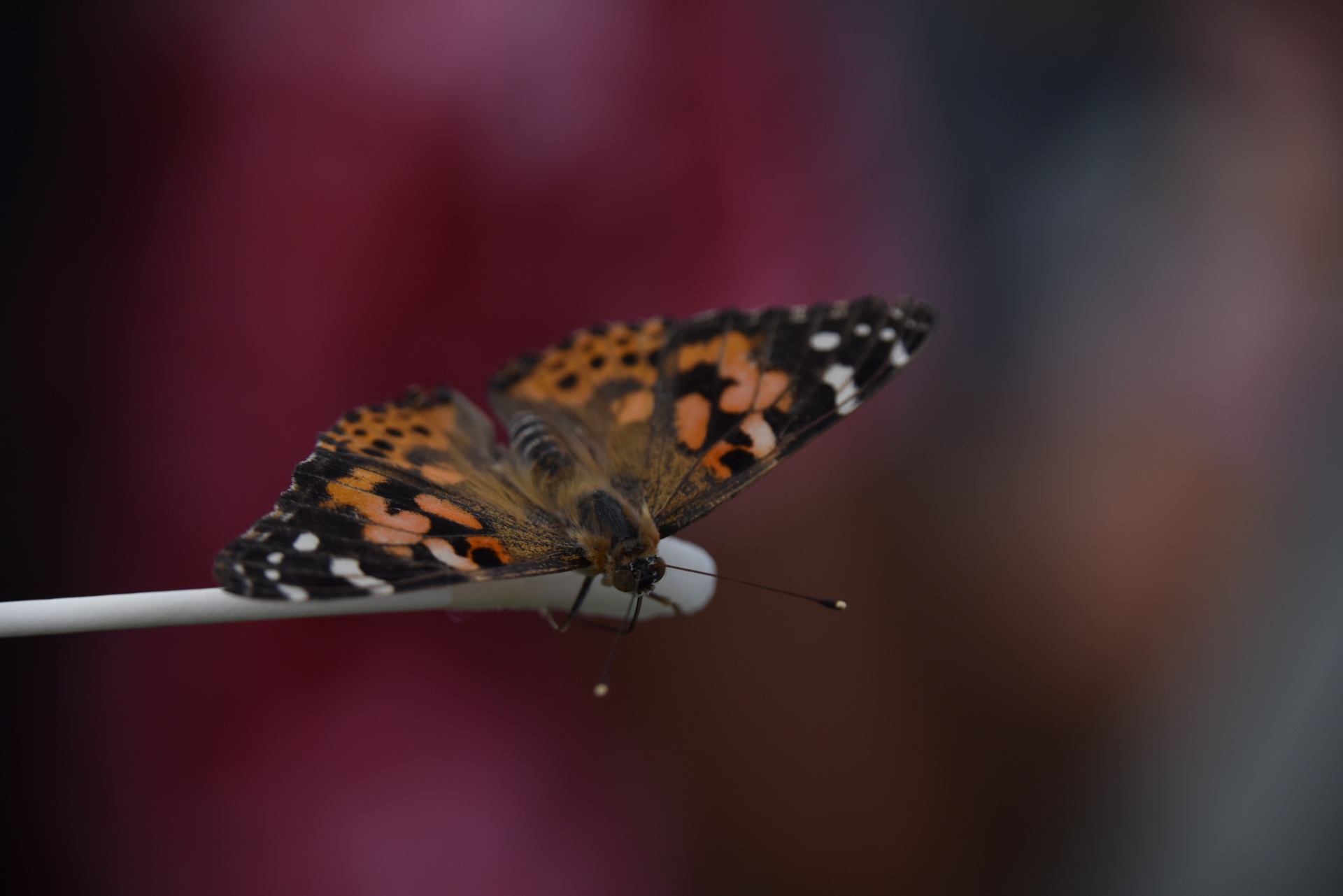 Malované Lady Butterfly