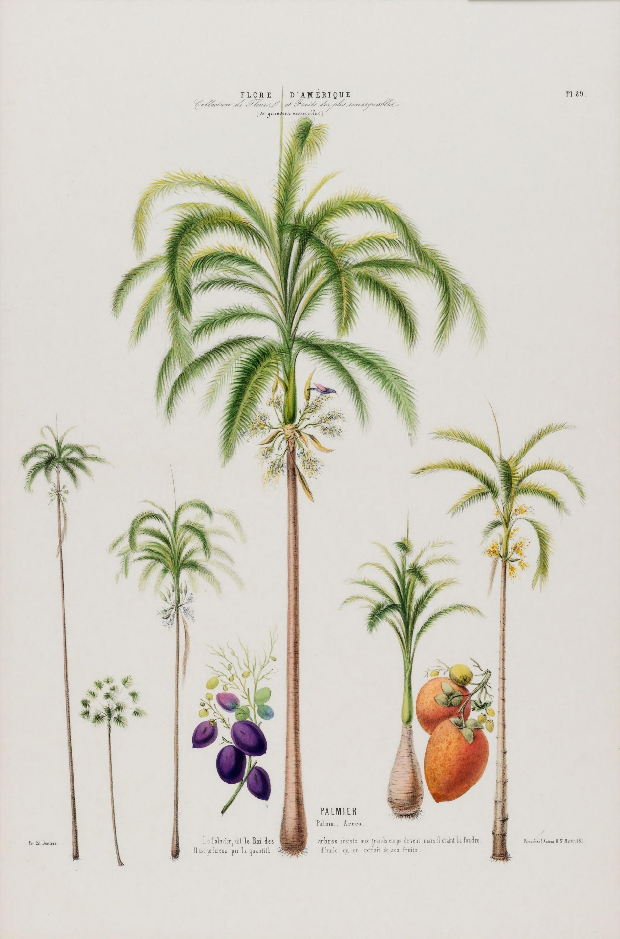 Palmeira Arecaceae
