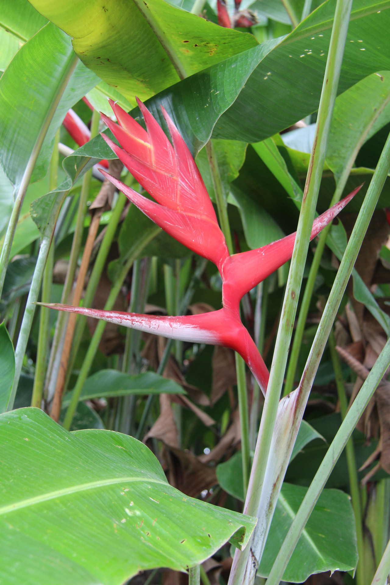 Papoušek Flower Heliconia