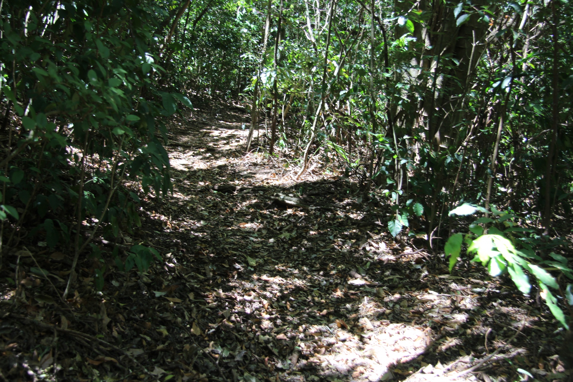 Caminho na selva