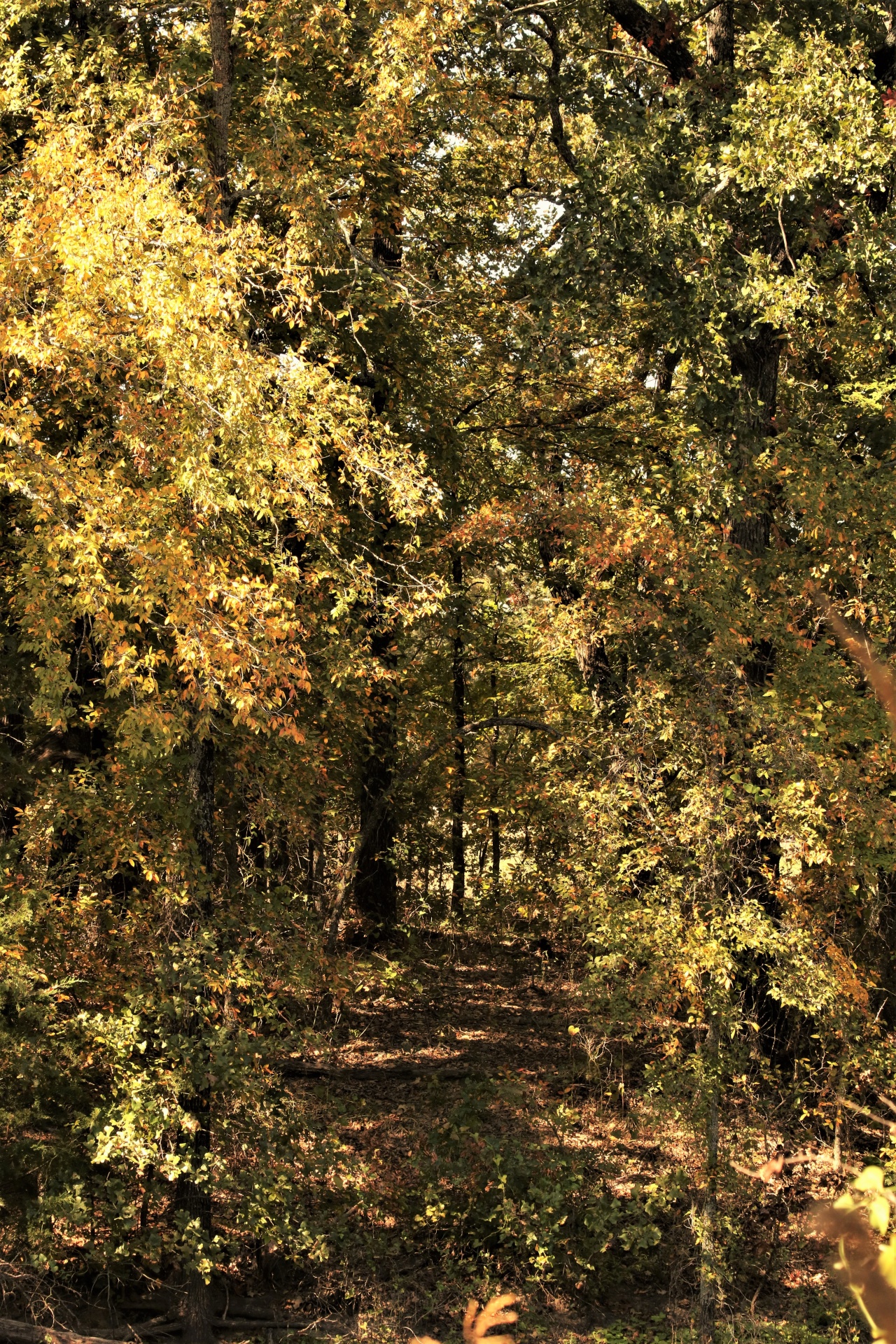 Caminho na floresta no outono