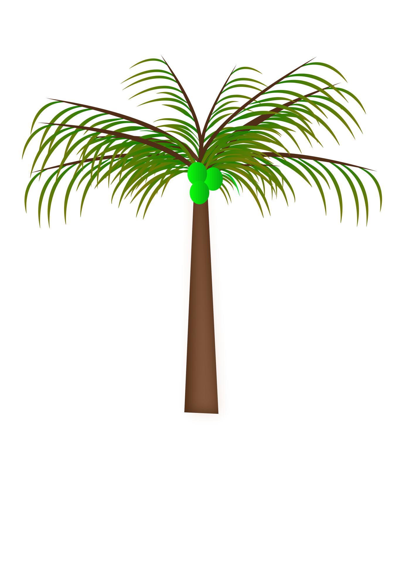 Palmeira de coco com cacho de coco