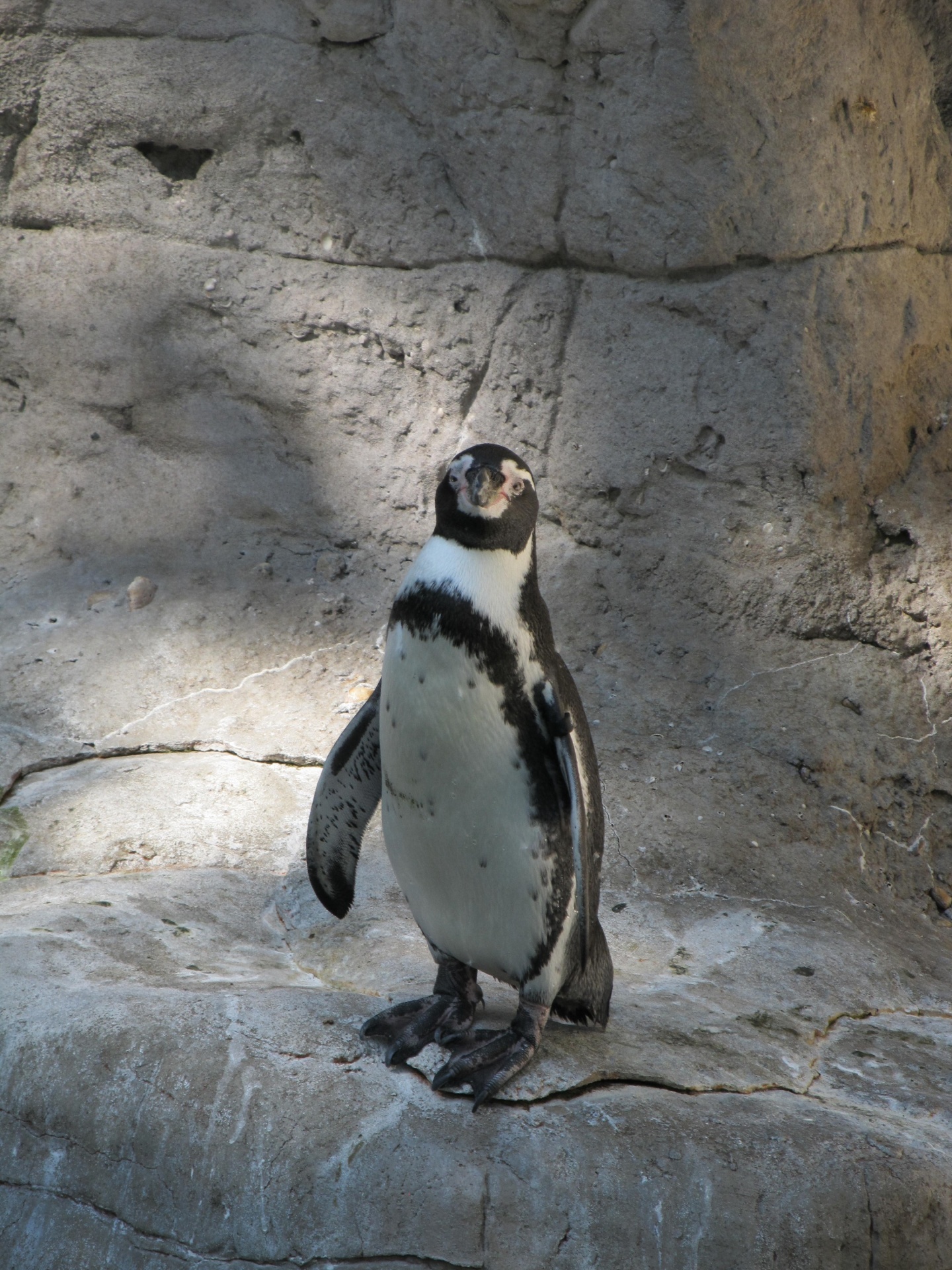 Tučňák