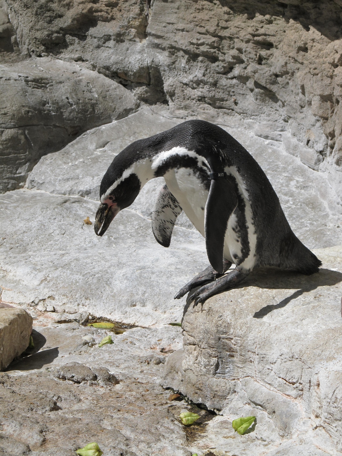 Tučňák portrét