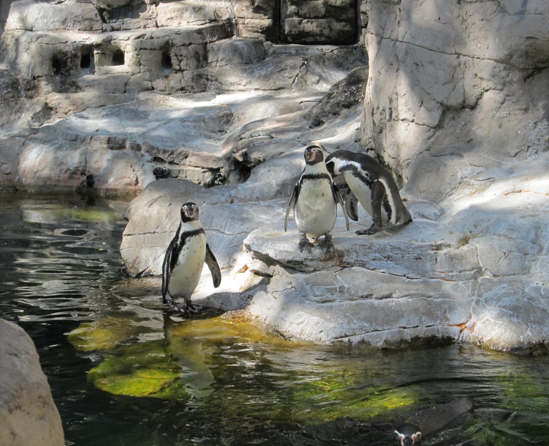 Trio do pinguim