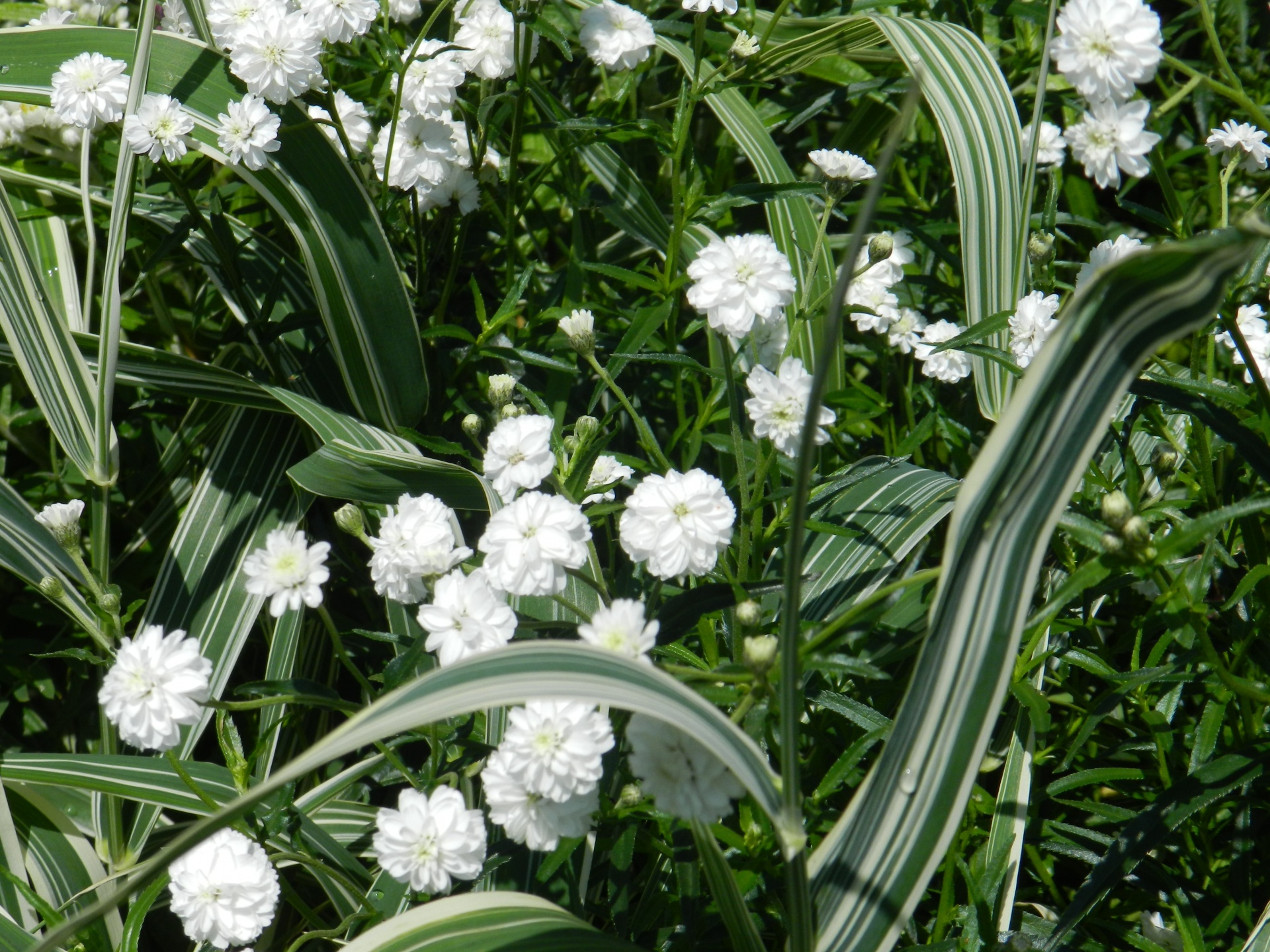 Malé bílé květy - 1