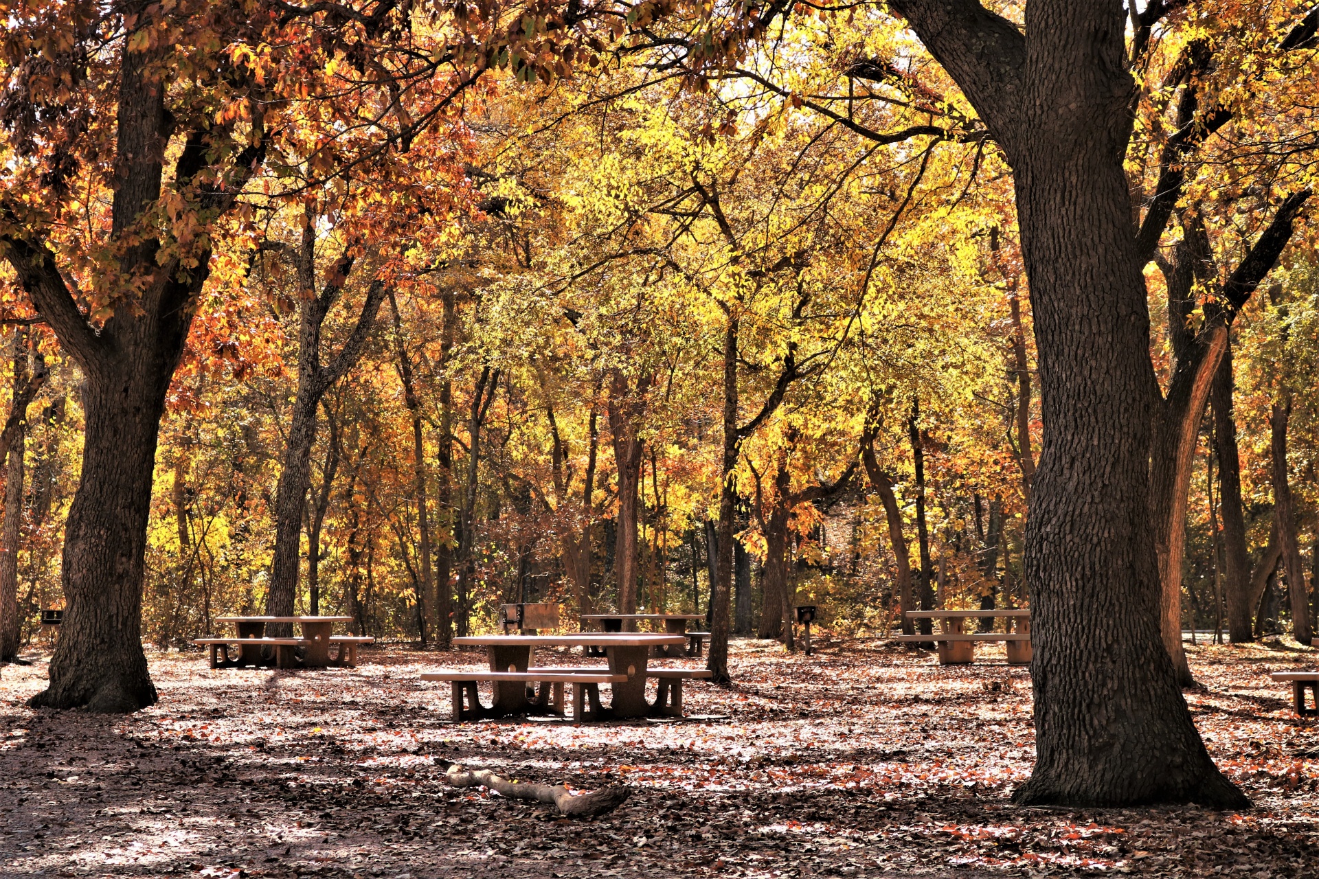 Área de piquenique na floresta no outono