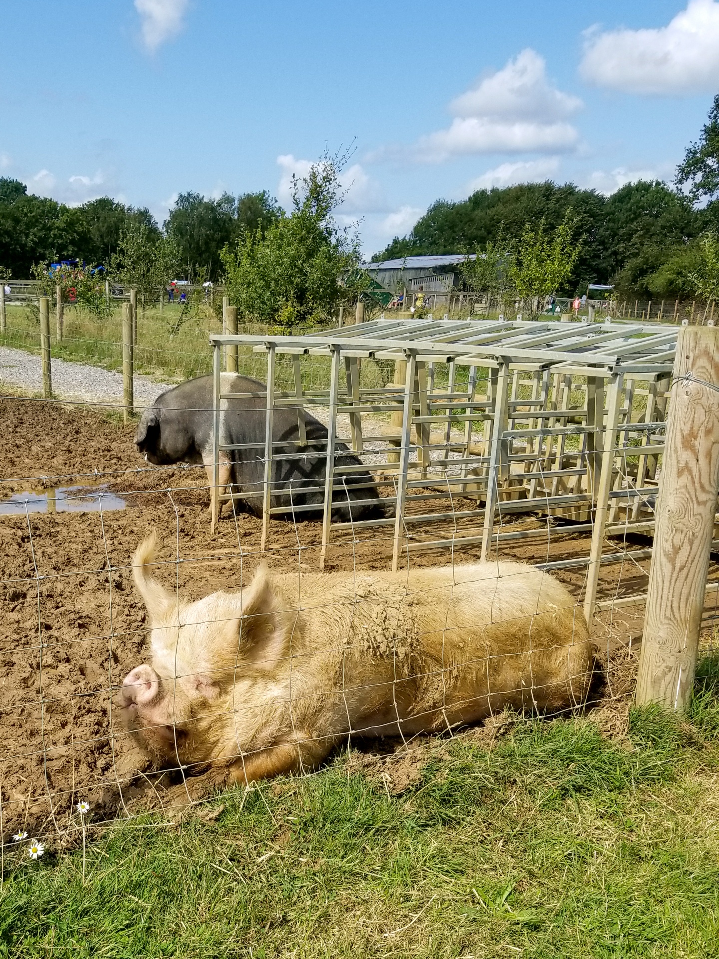 Porco em uma fazenda