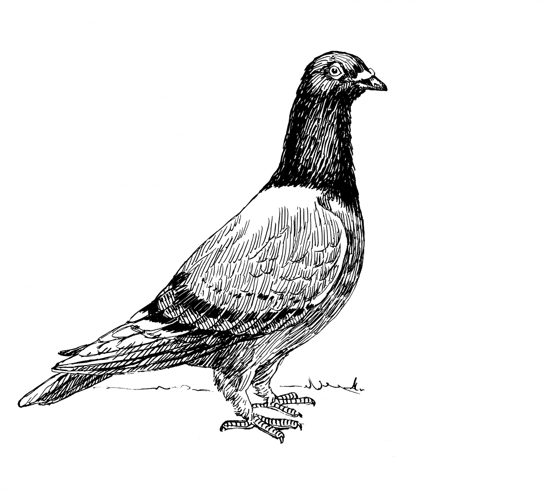 Illustration de pigeon