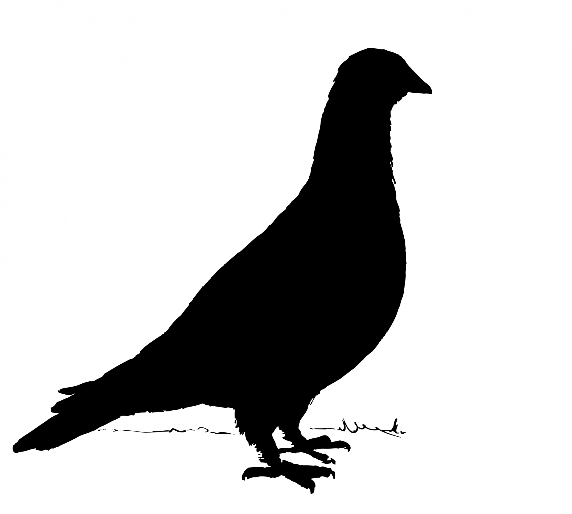 Pigeon Silhouette