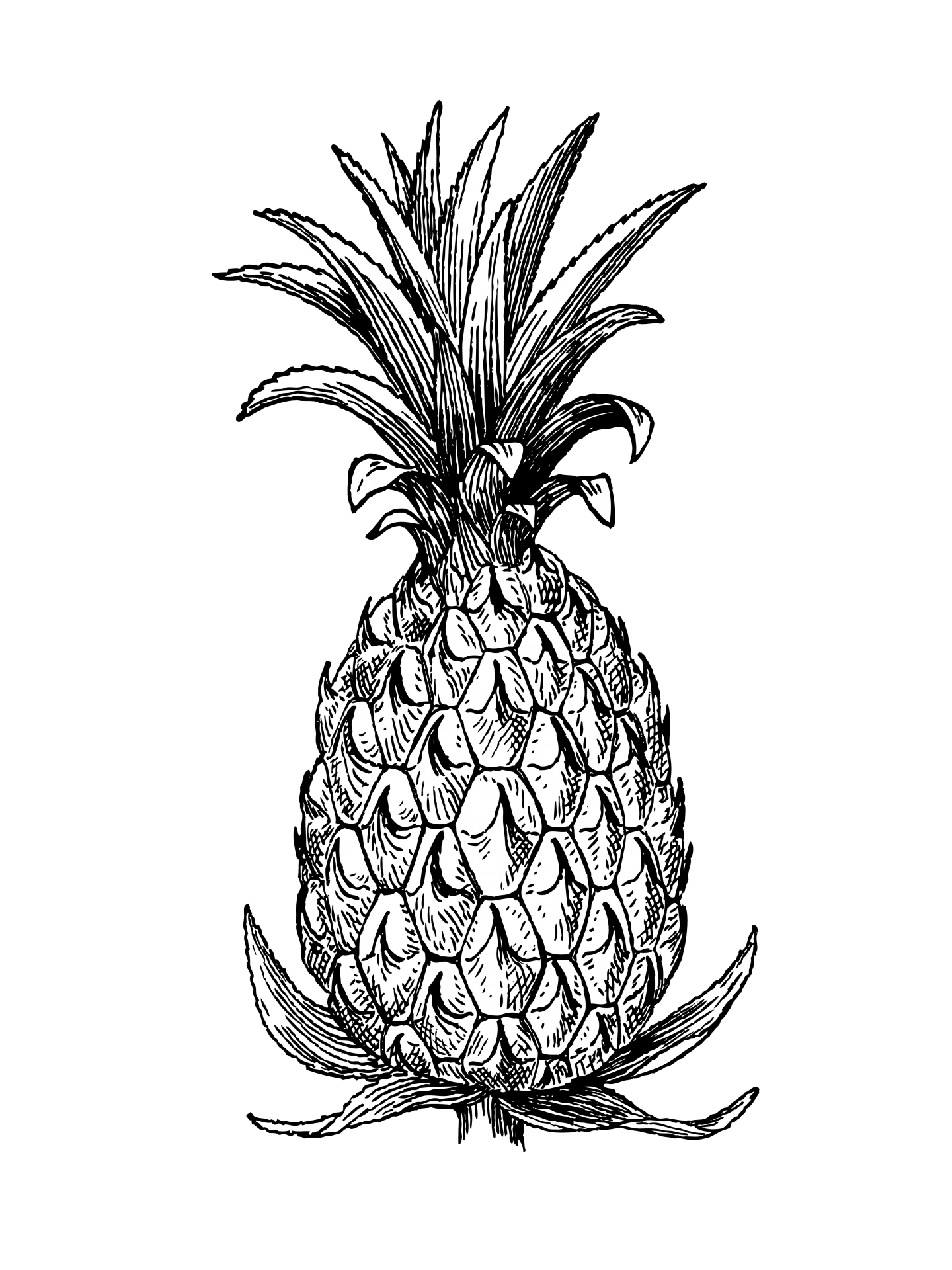 Ananasová kresba