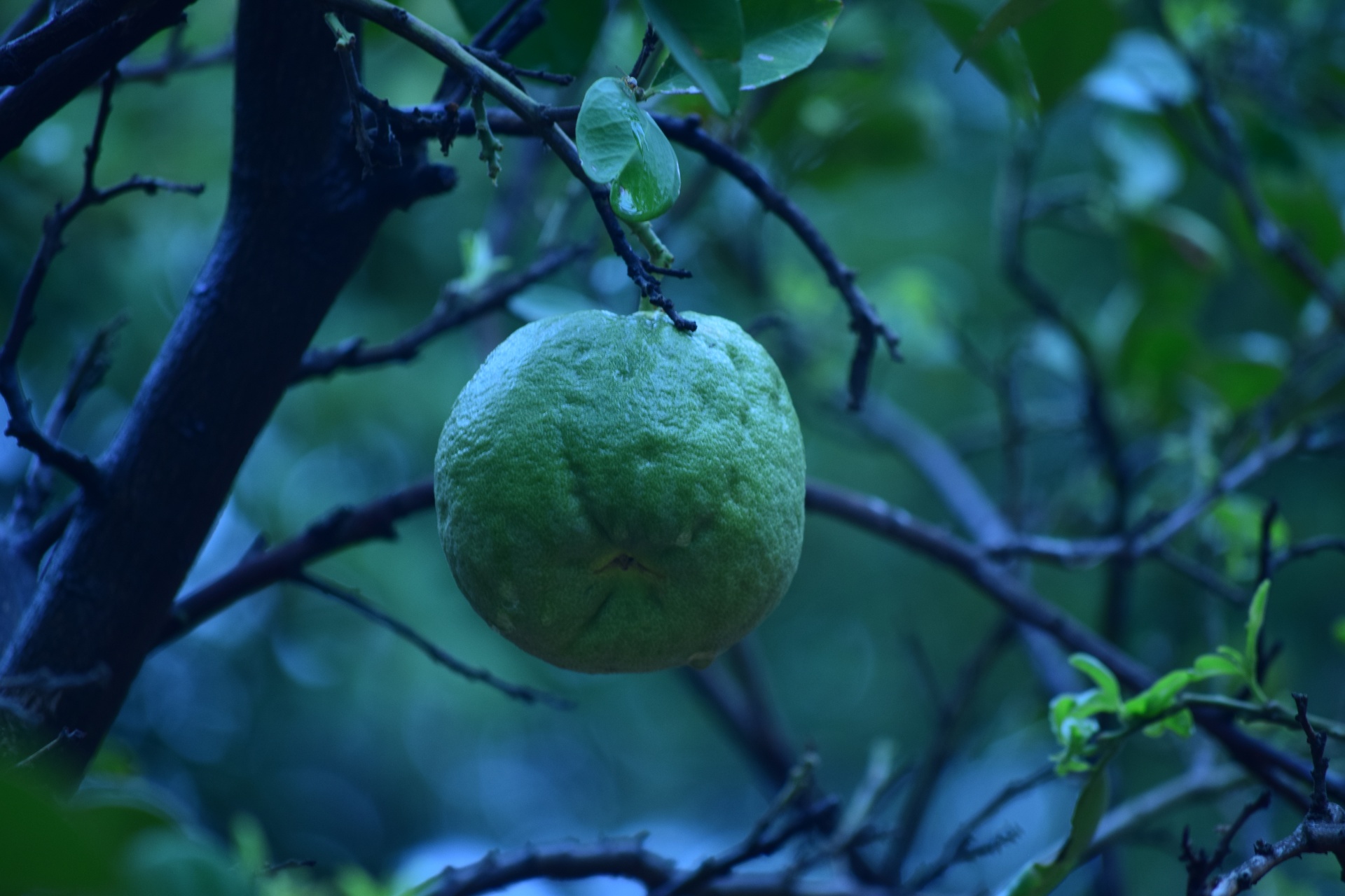 Ananasová guava