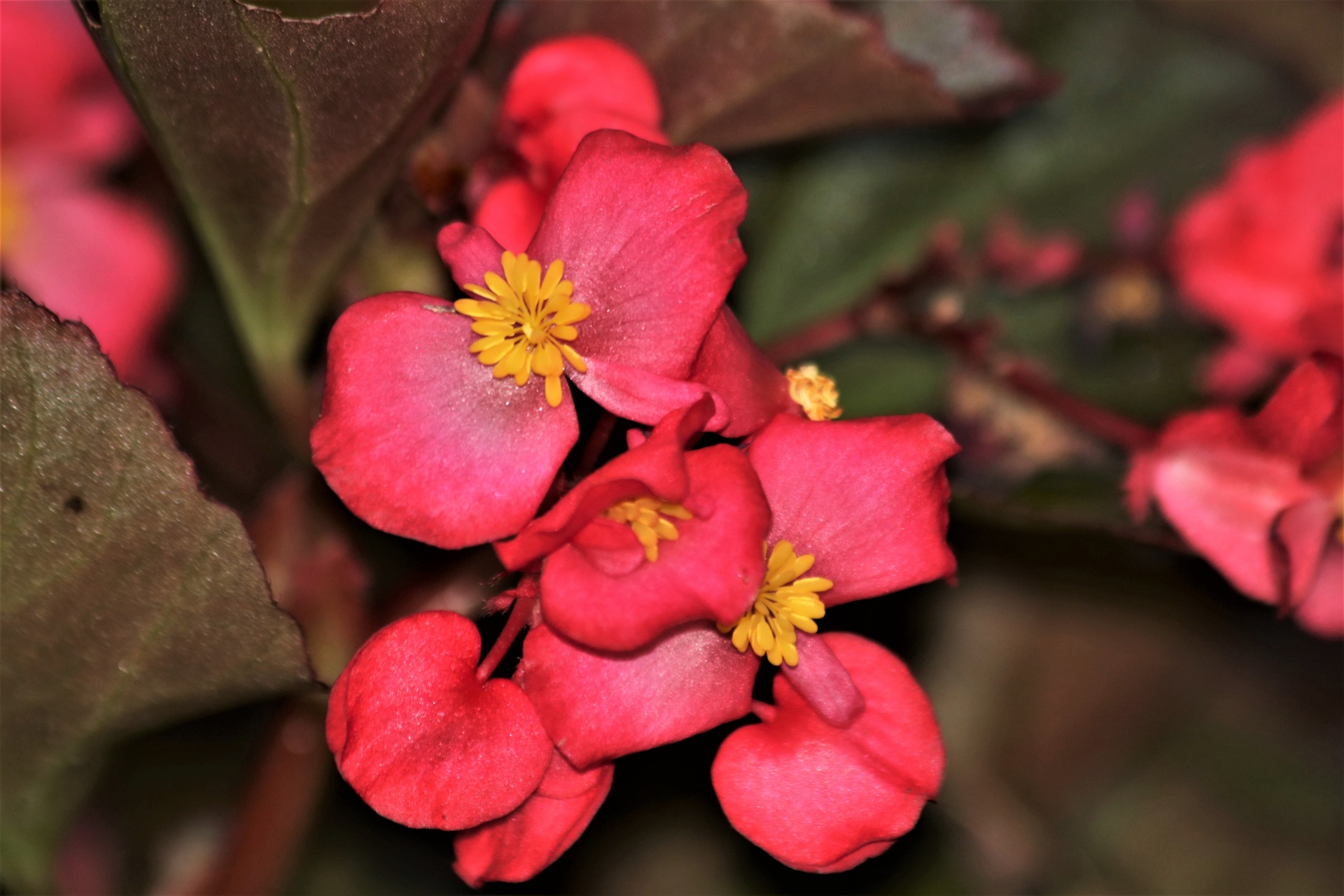 Růžové květy Begonia Close-up