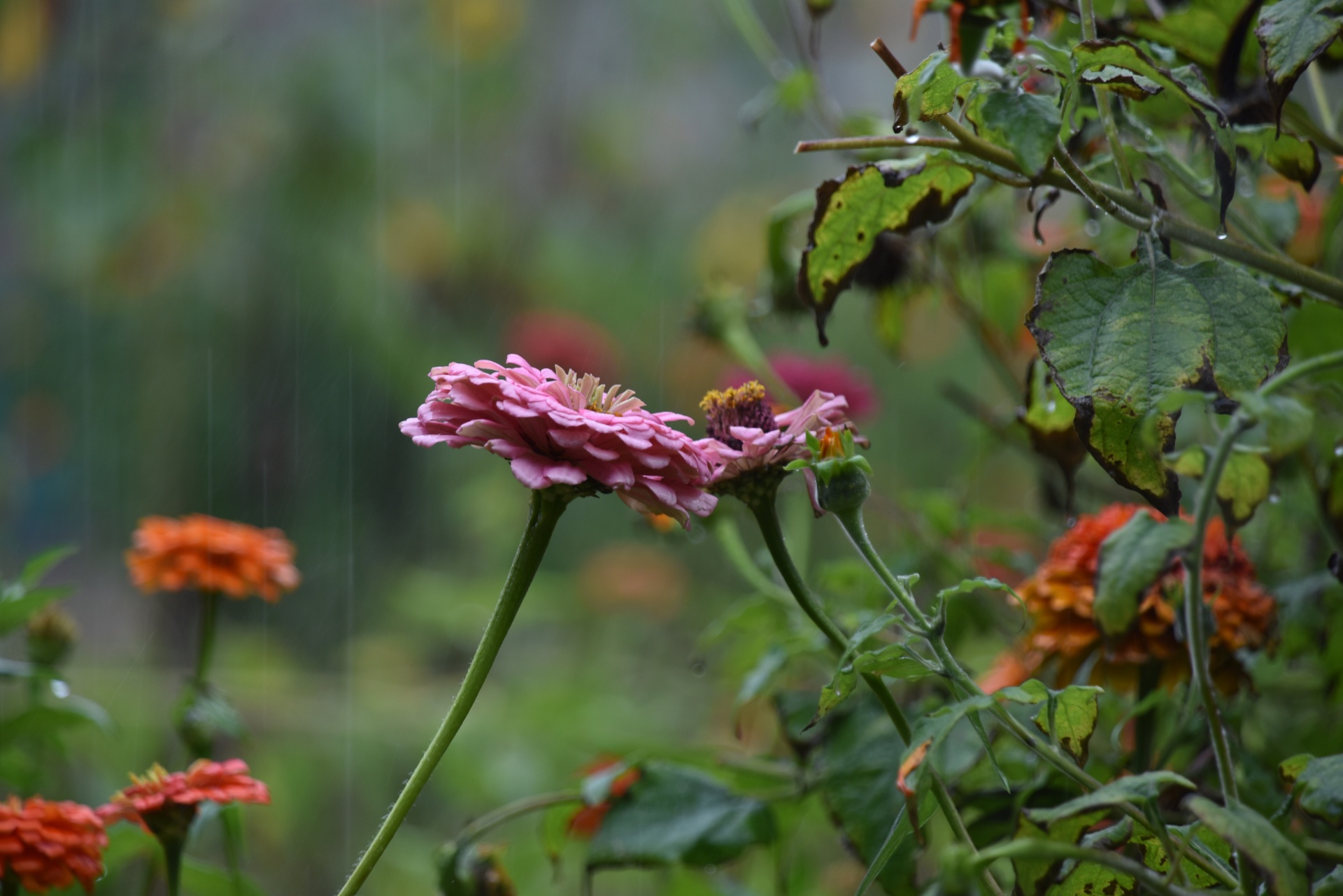 Flor rosa isolado
