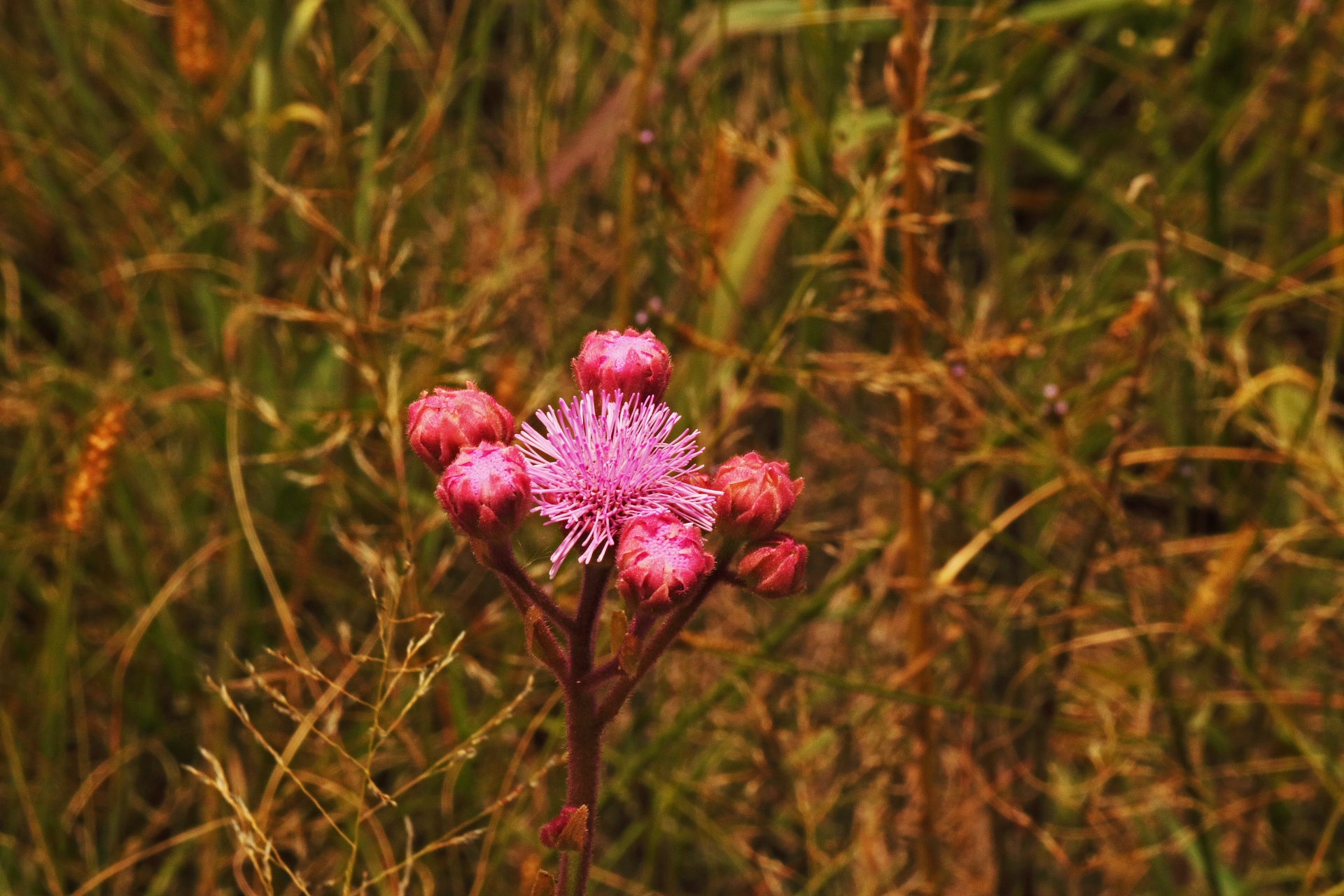 Pink Pom-pom Flower And Buds