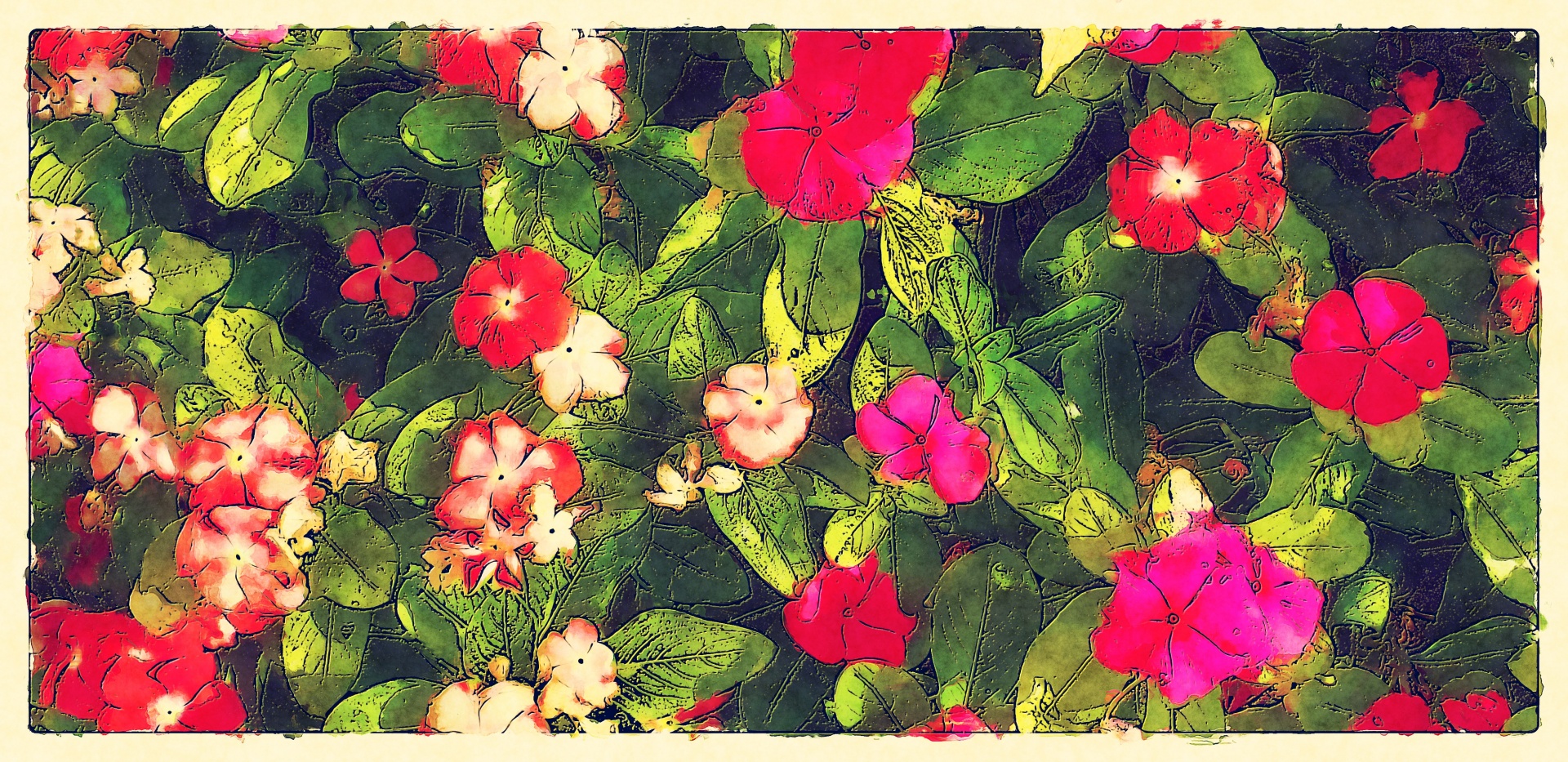 Flores Impatiens rosa-vermelhas