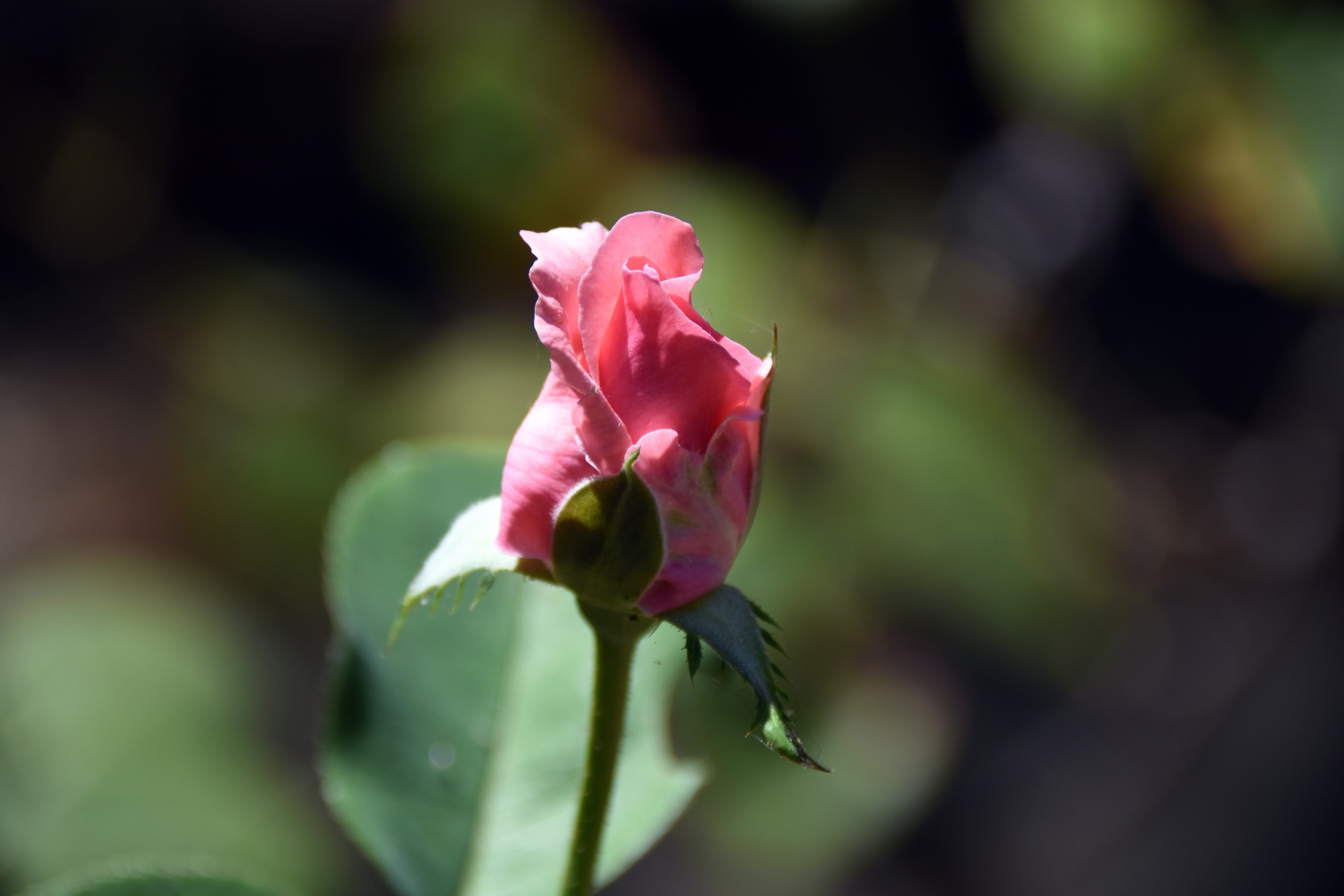 Růžová růže bud