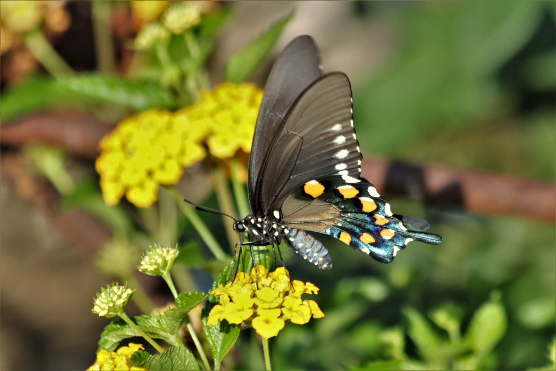 Pipevine Swallowtail em Lantana