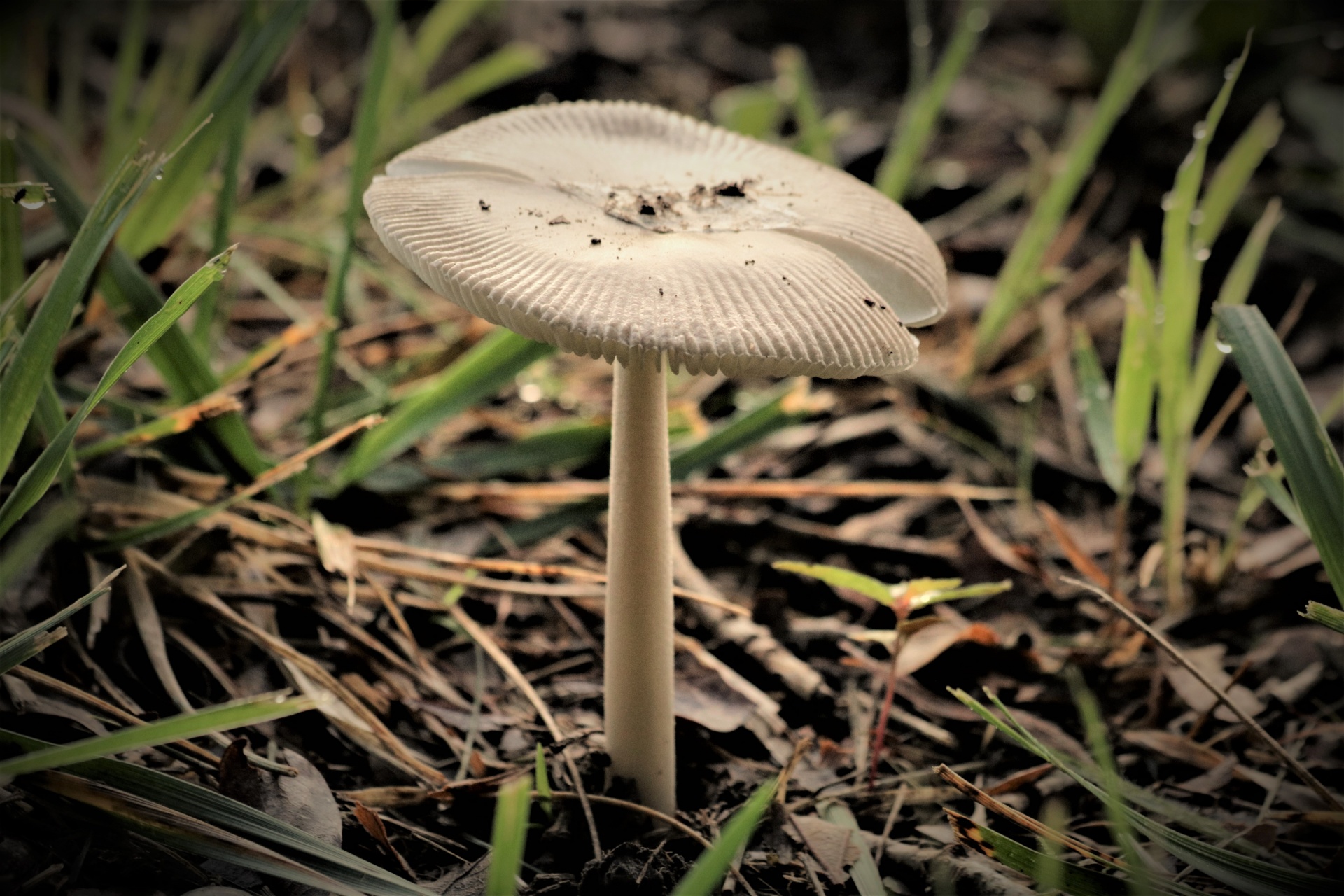 Plisovaná houba zblízka