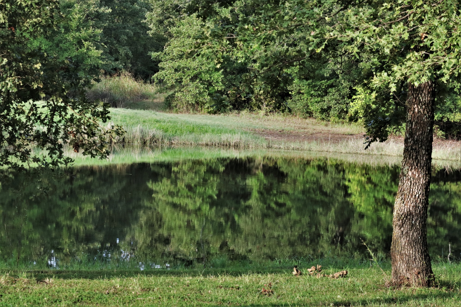 Reflexe rybníka v létě