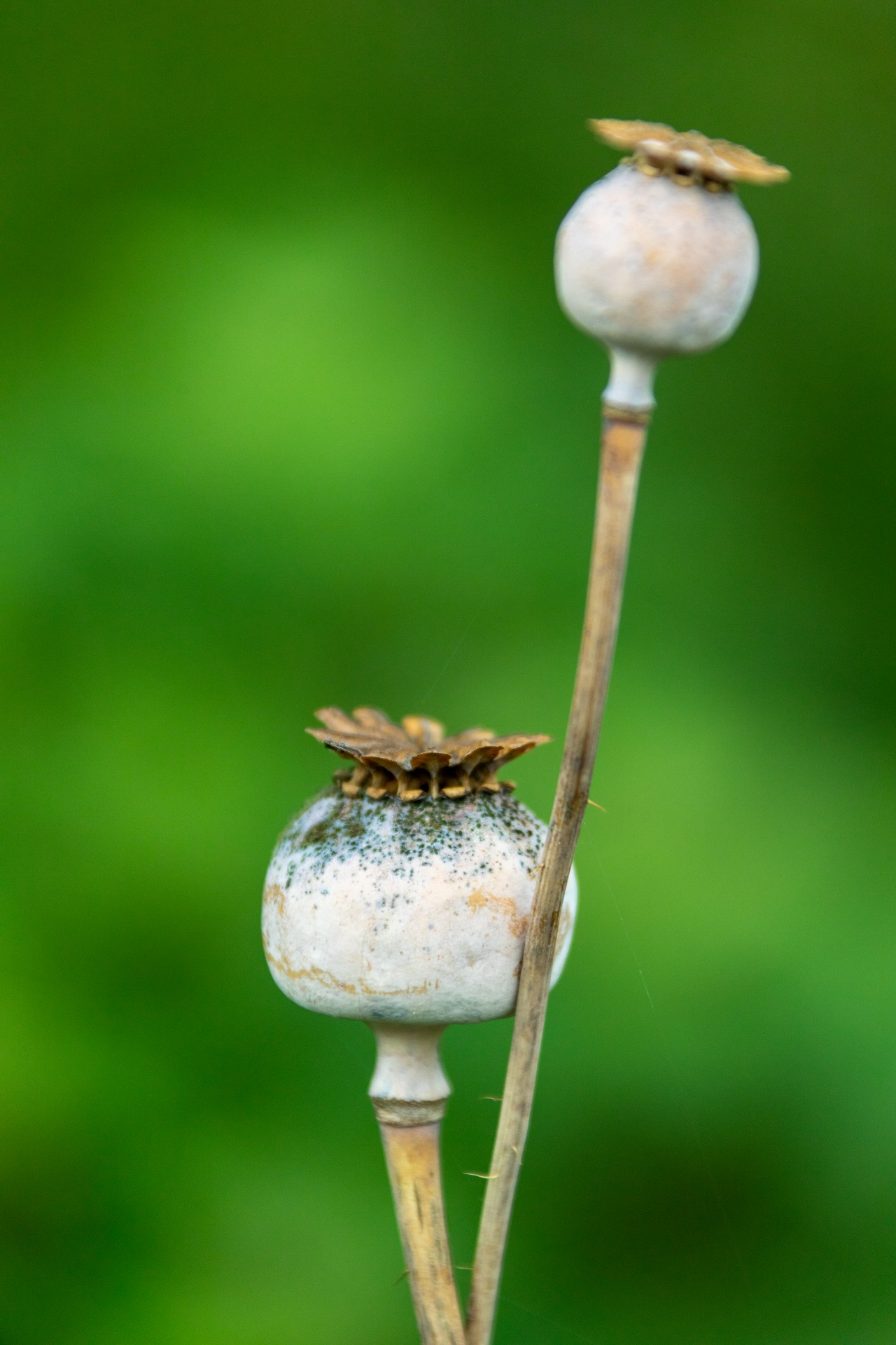 Cabeza de semilla de amapola