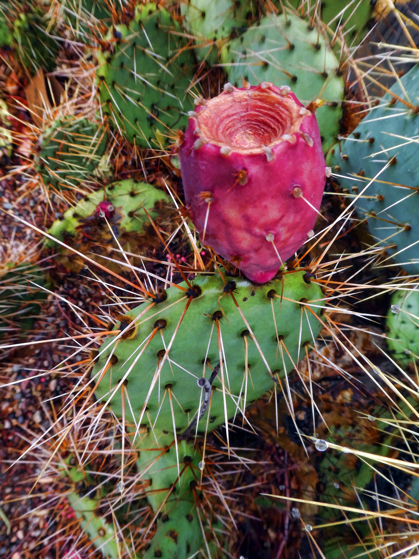 Pichlavý hruškový kaktus