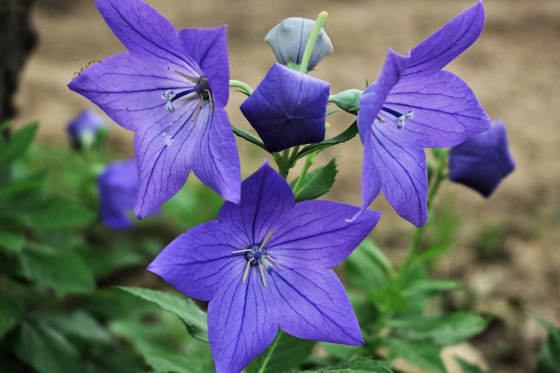 Purple Balloon Flowers And Buds