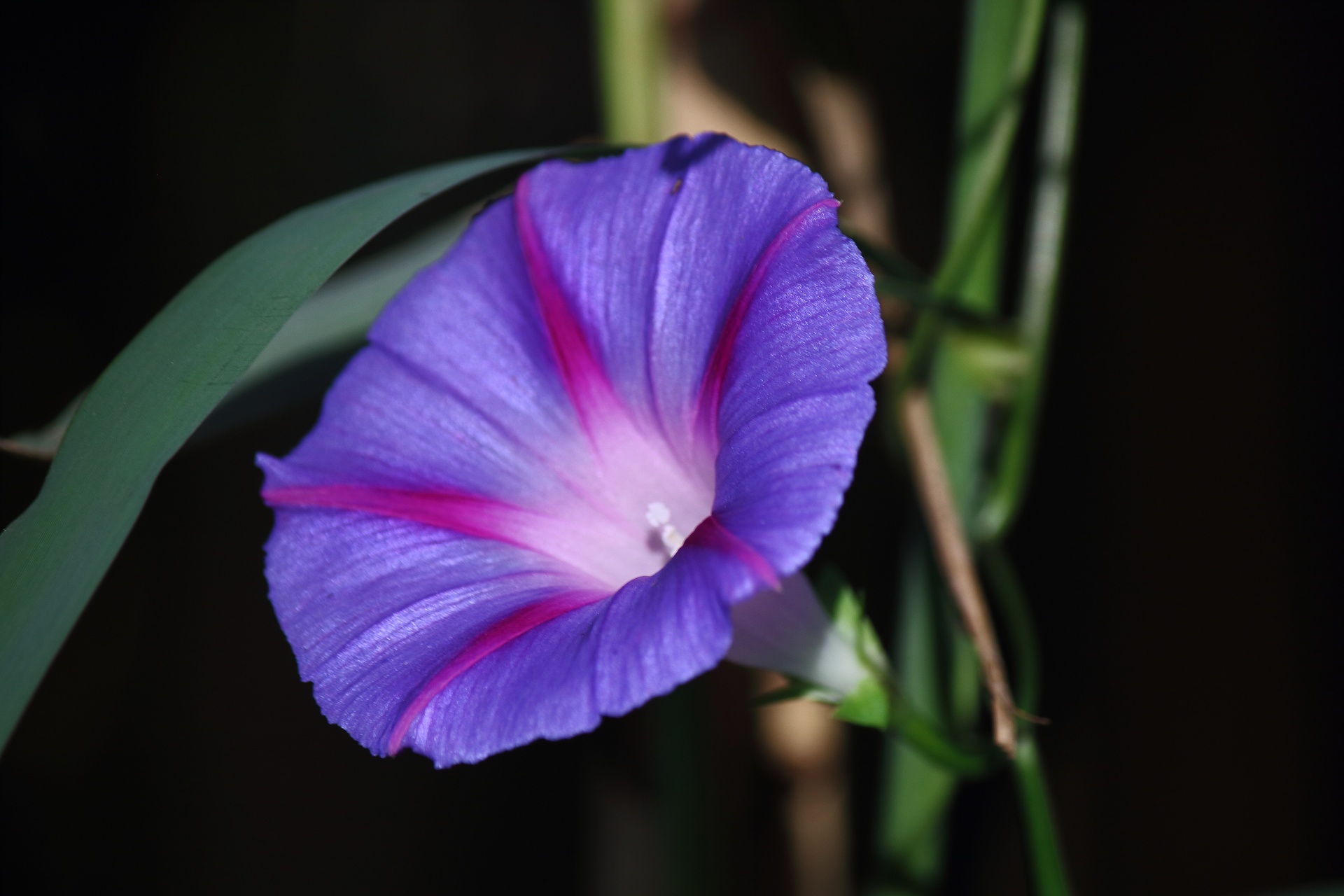 Flor de gloria de la mañana púrpura