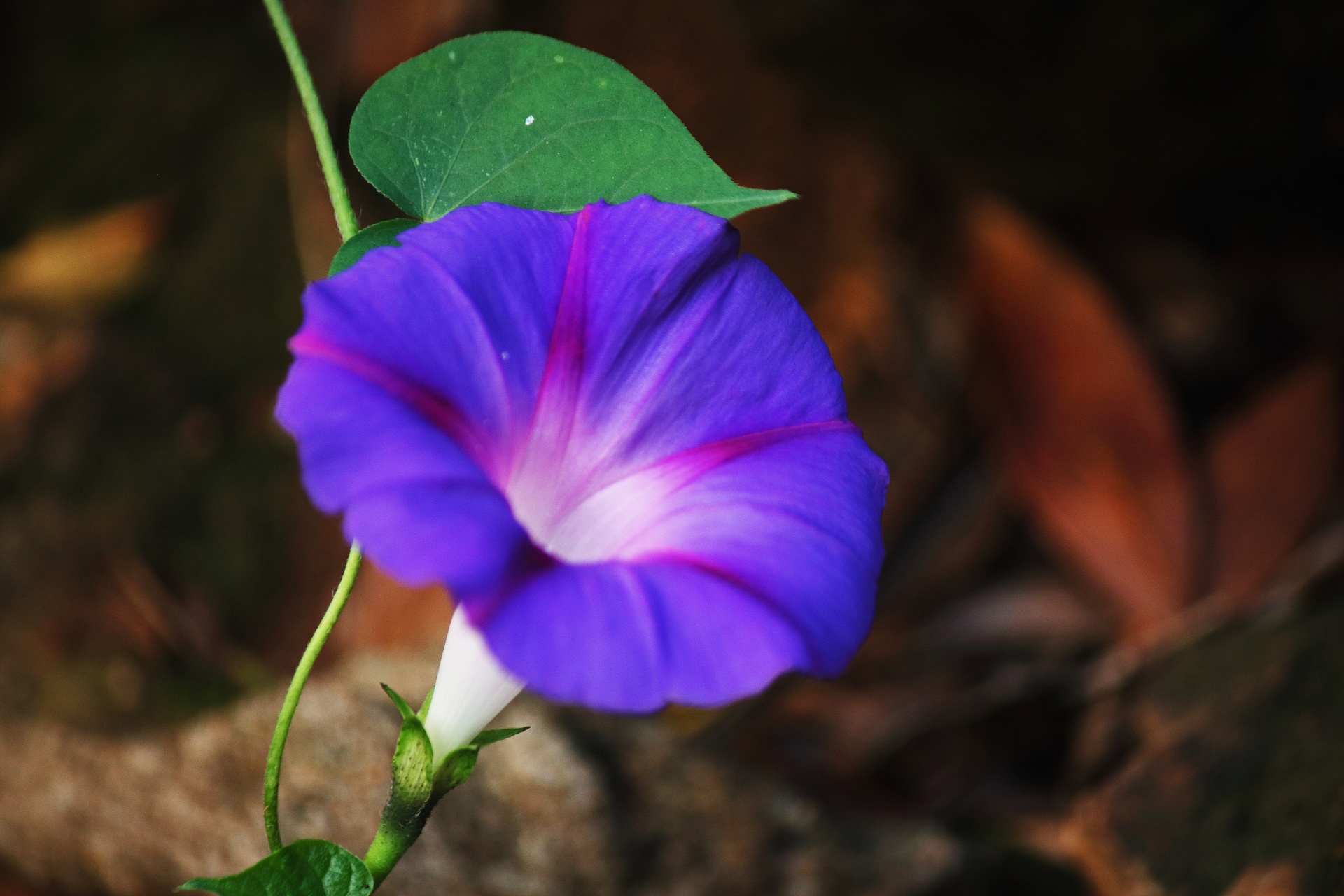 Gloria de la mañana púrpura flor y hoja