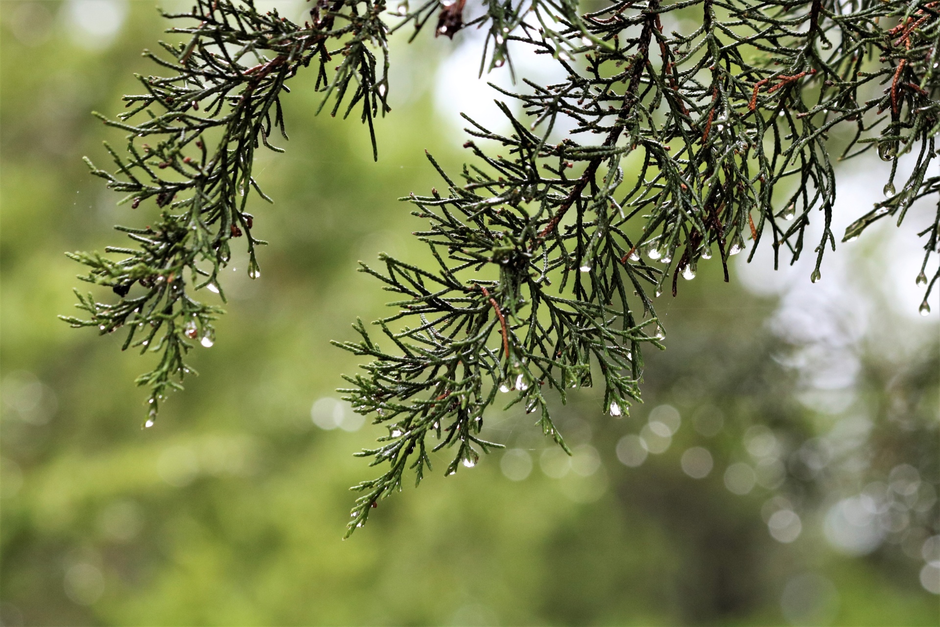 Gotas de lluvia sobre ramas de cedro