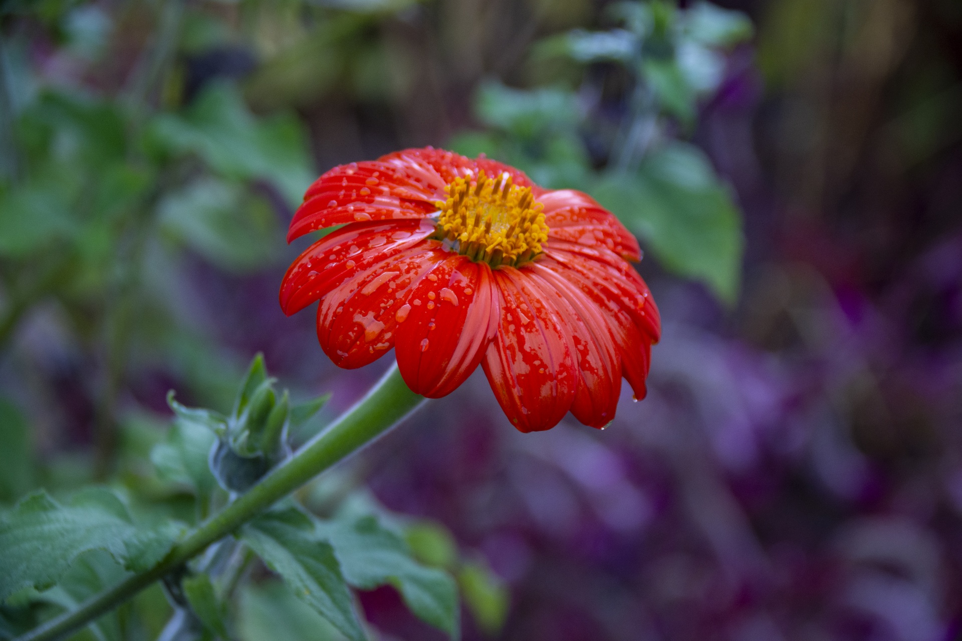 Červený květ namočený v dešti