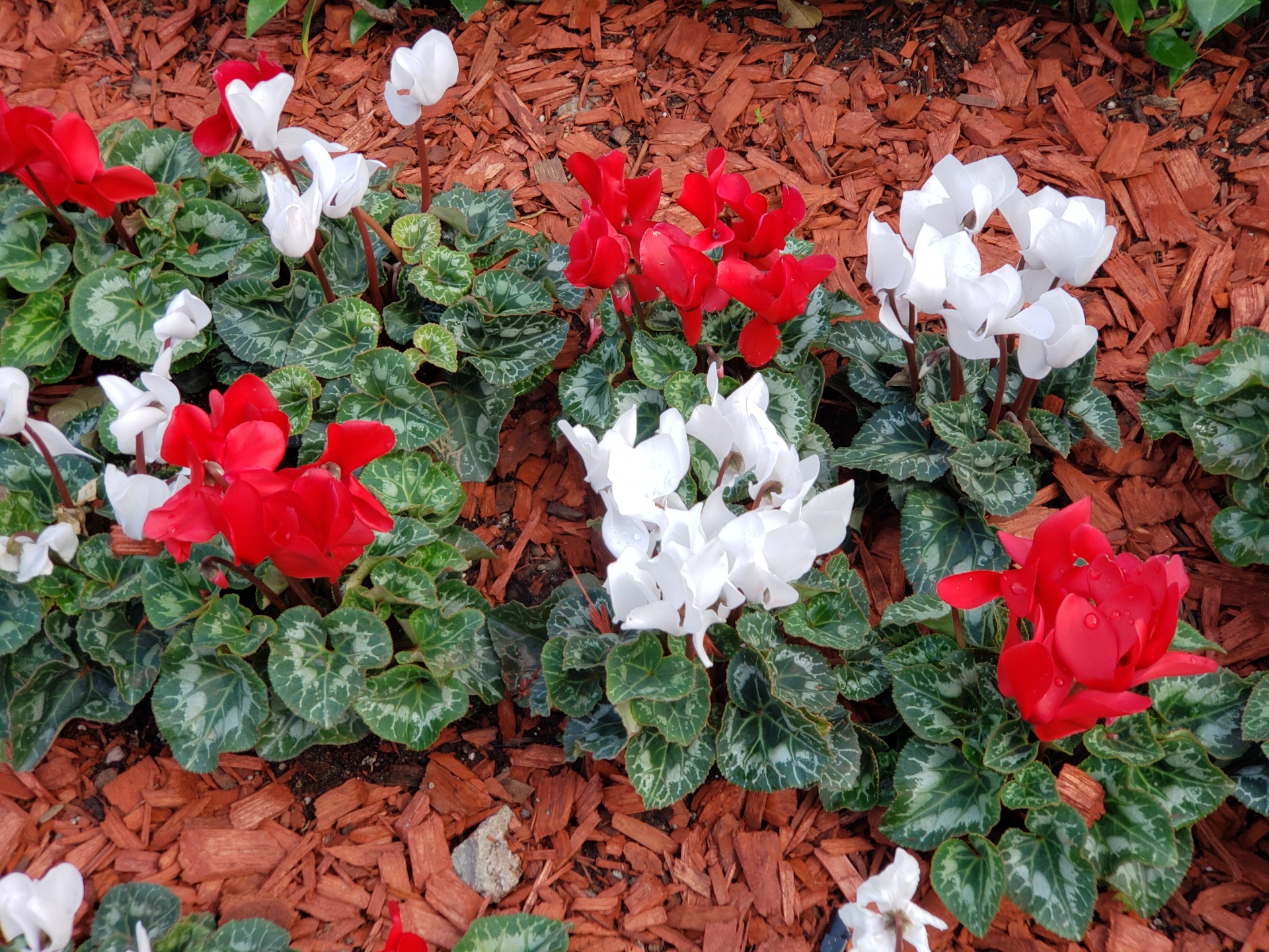 Červené a bílé květiny