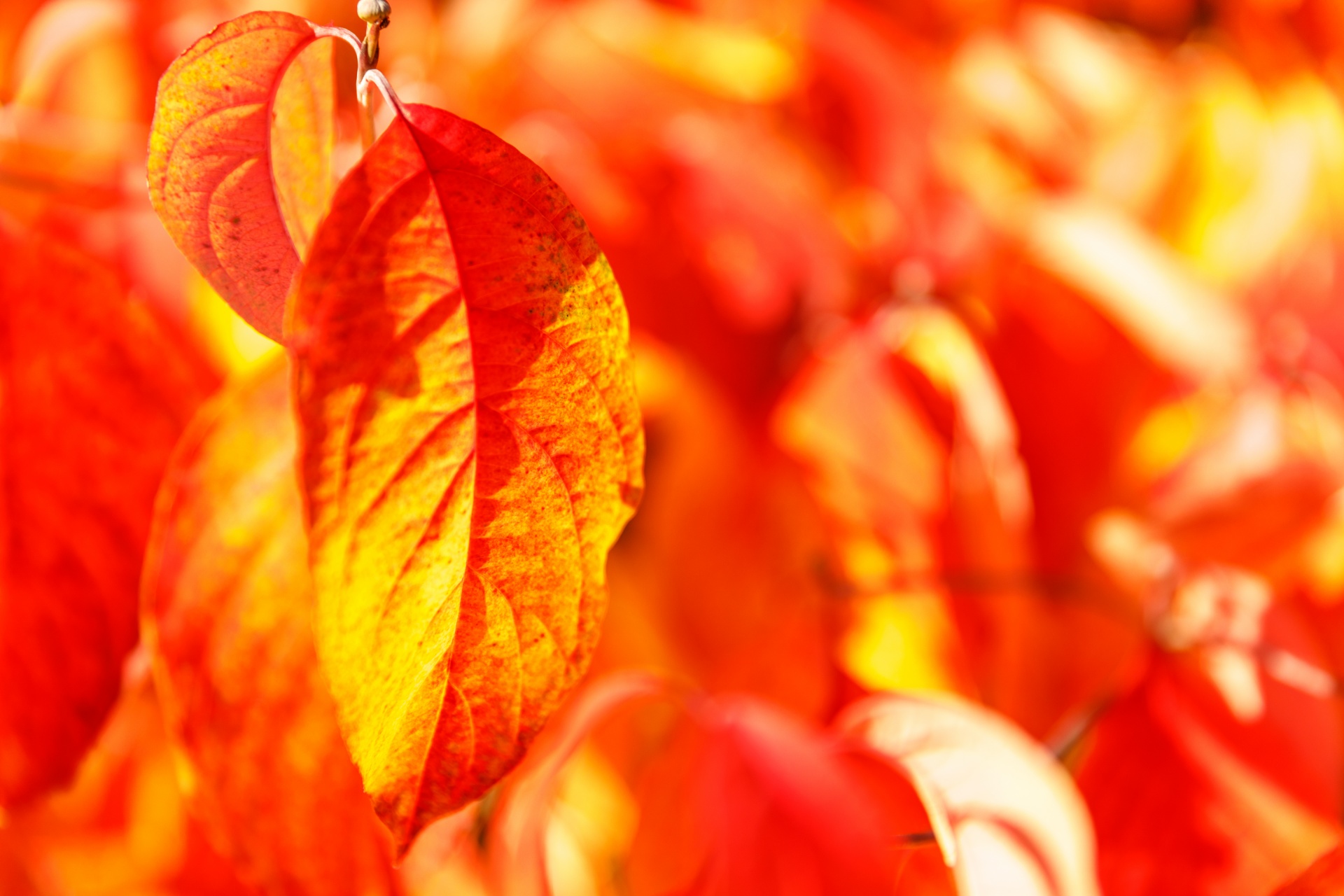 Folhas de outono vermelhas