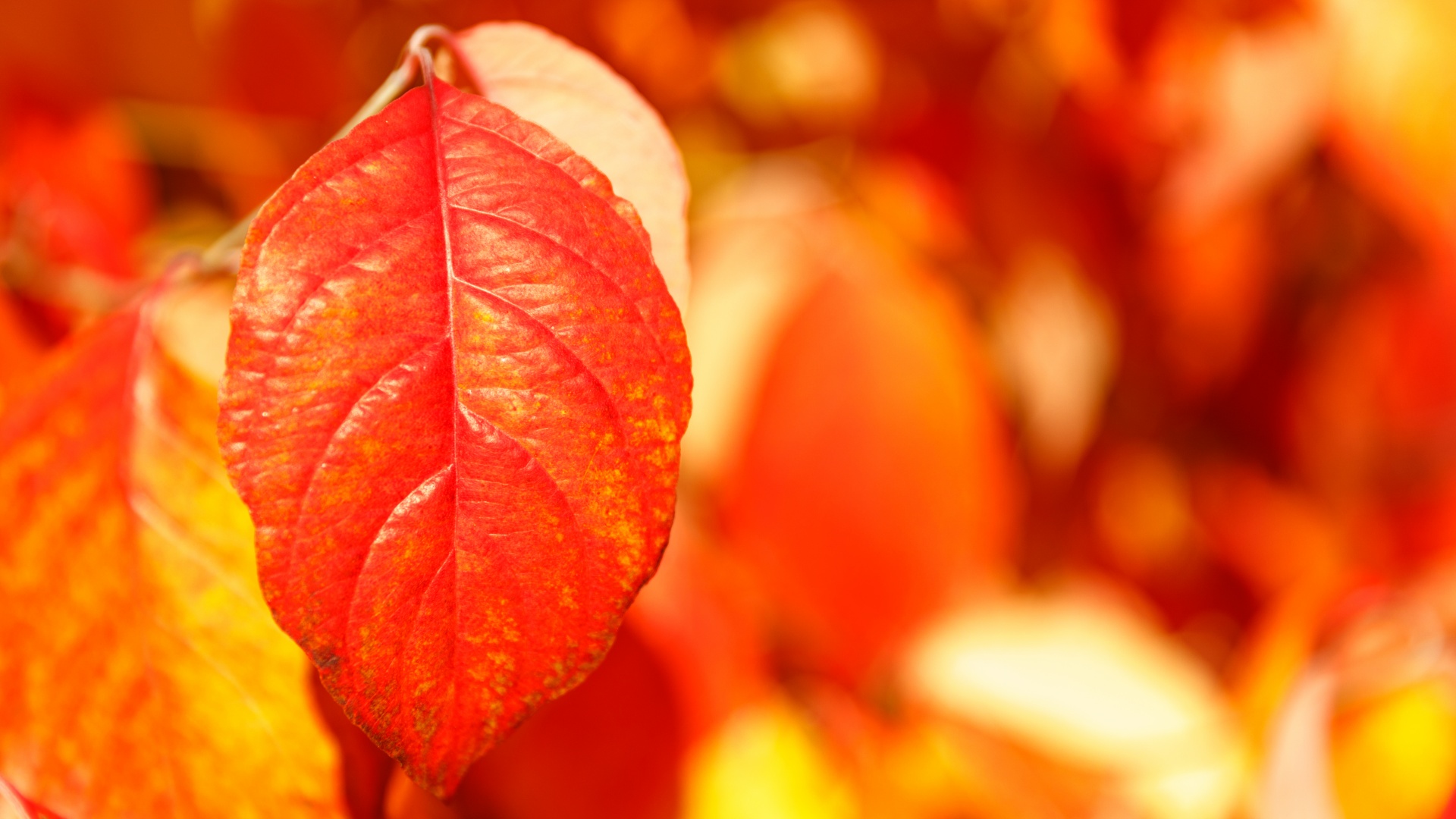 Červené podzimní listí