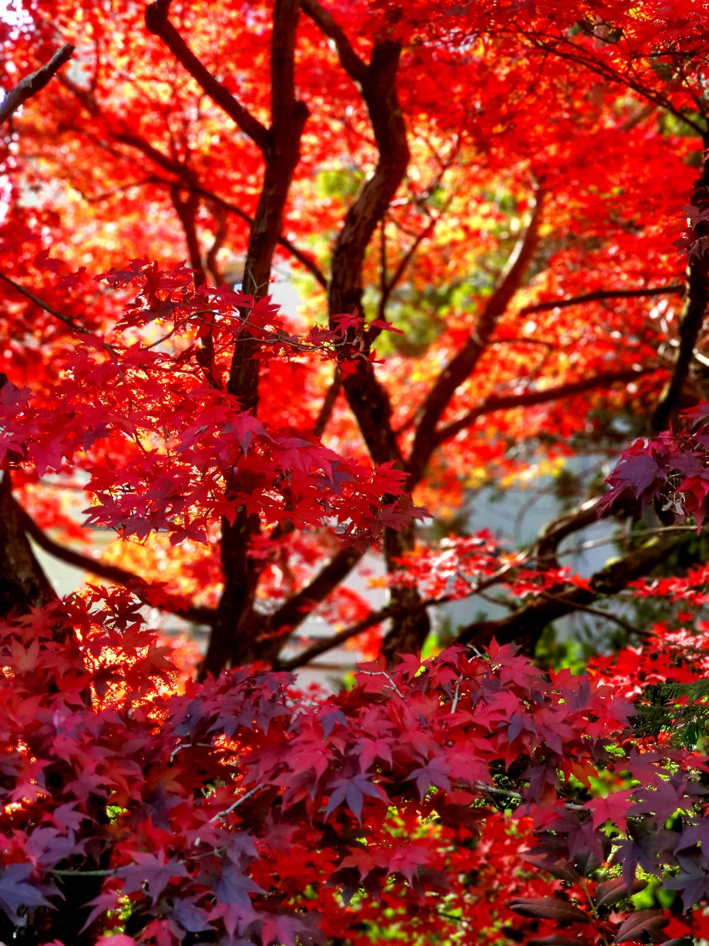 Červený podzimní strom