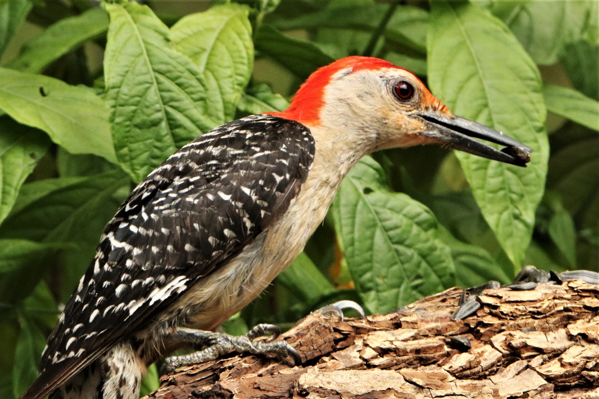 Close-up do pica-pau-de-barriga-vermelha