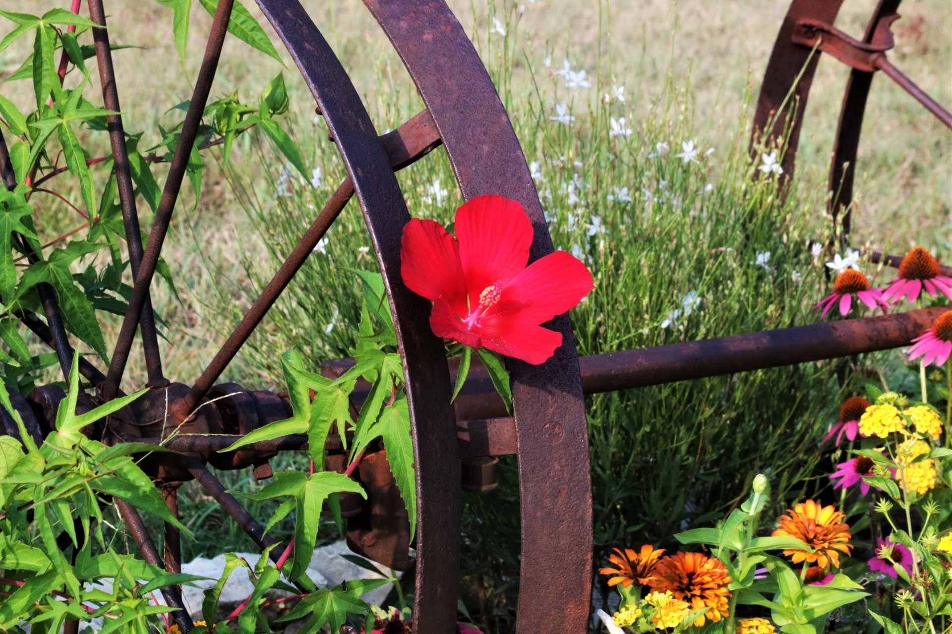 Red Hibiscus And Wagon Wheels